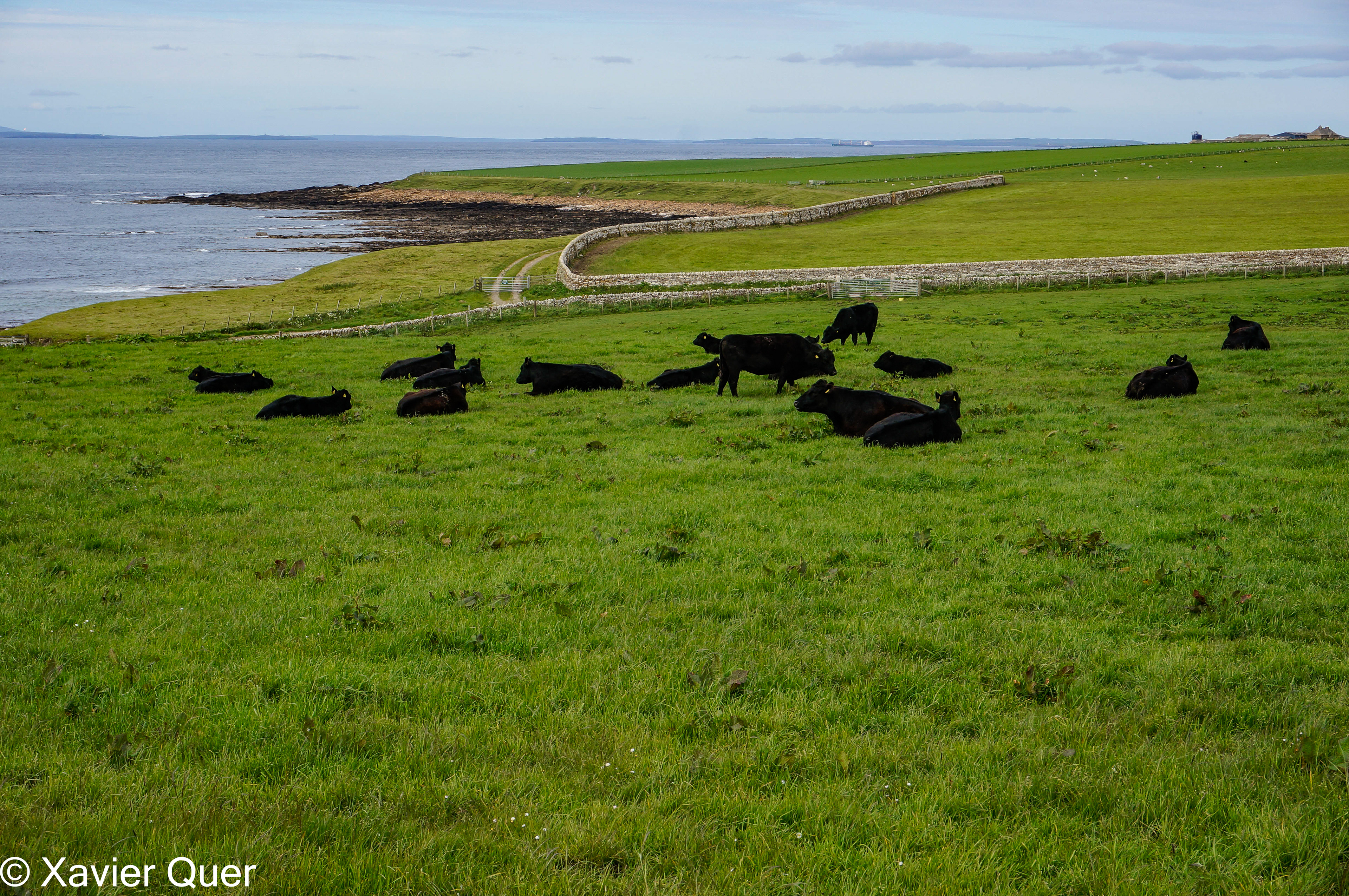Vaques pasturant, Mey. Escòcia