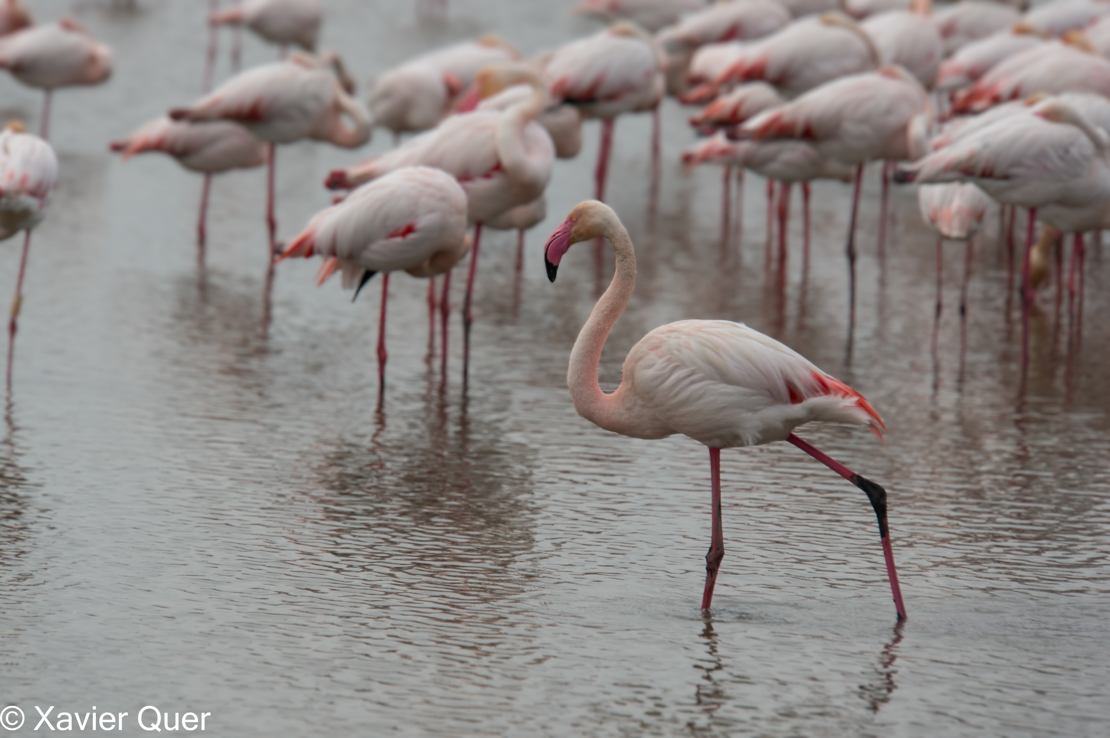 Flamencs, parc ornitològic Pont de Gau