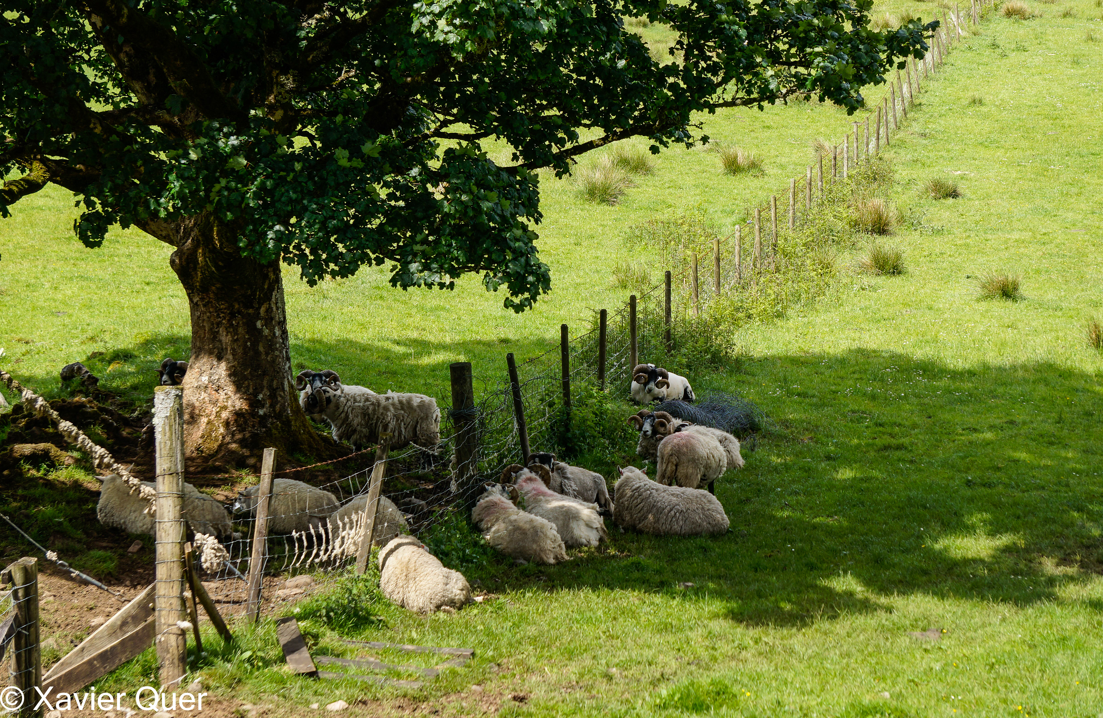 Xais a l'ombra, Inverawe. Escòcia