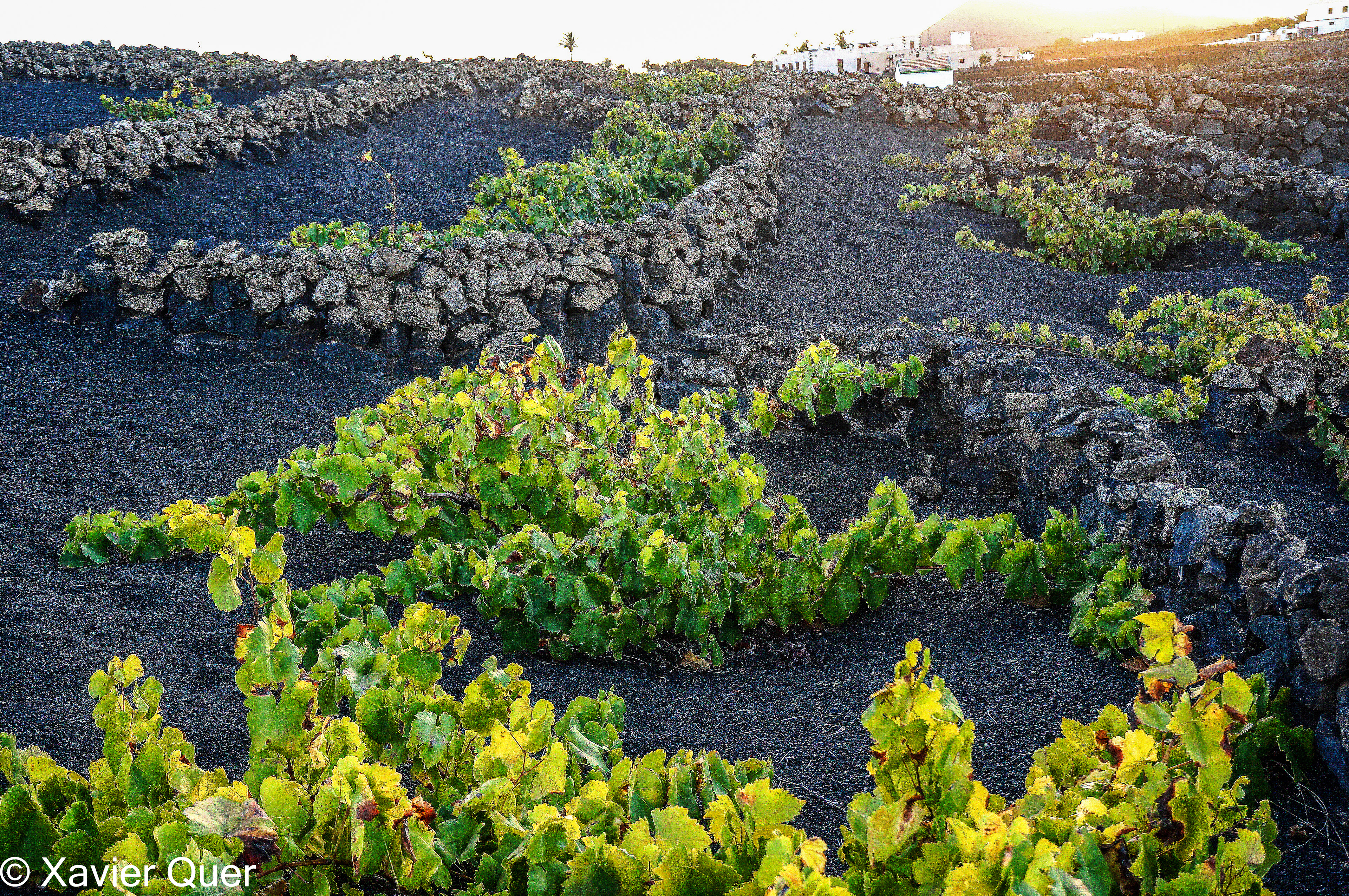 Vinyes ran de terra. Lanzarote