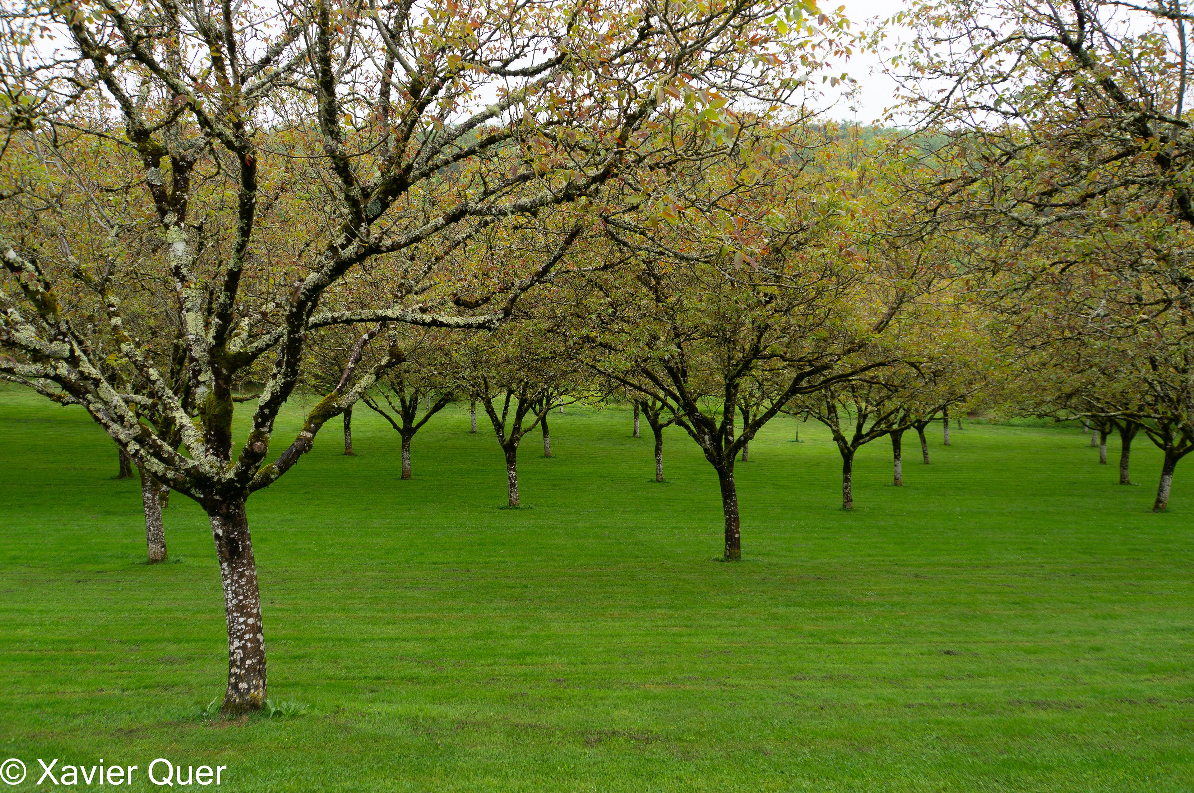 El camp de nogueres de l'ecomuseu de la nou i la tòfona, Domaine de Vielcroze, Dordonya, França