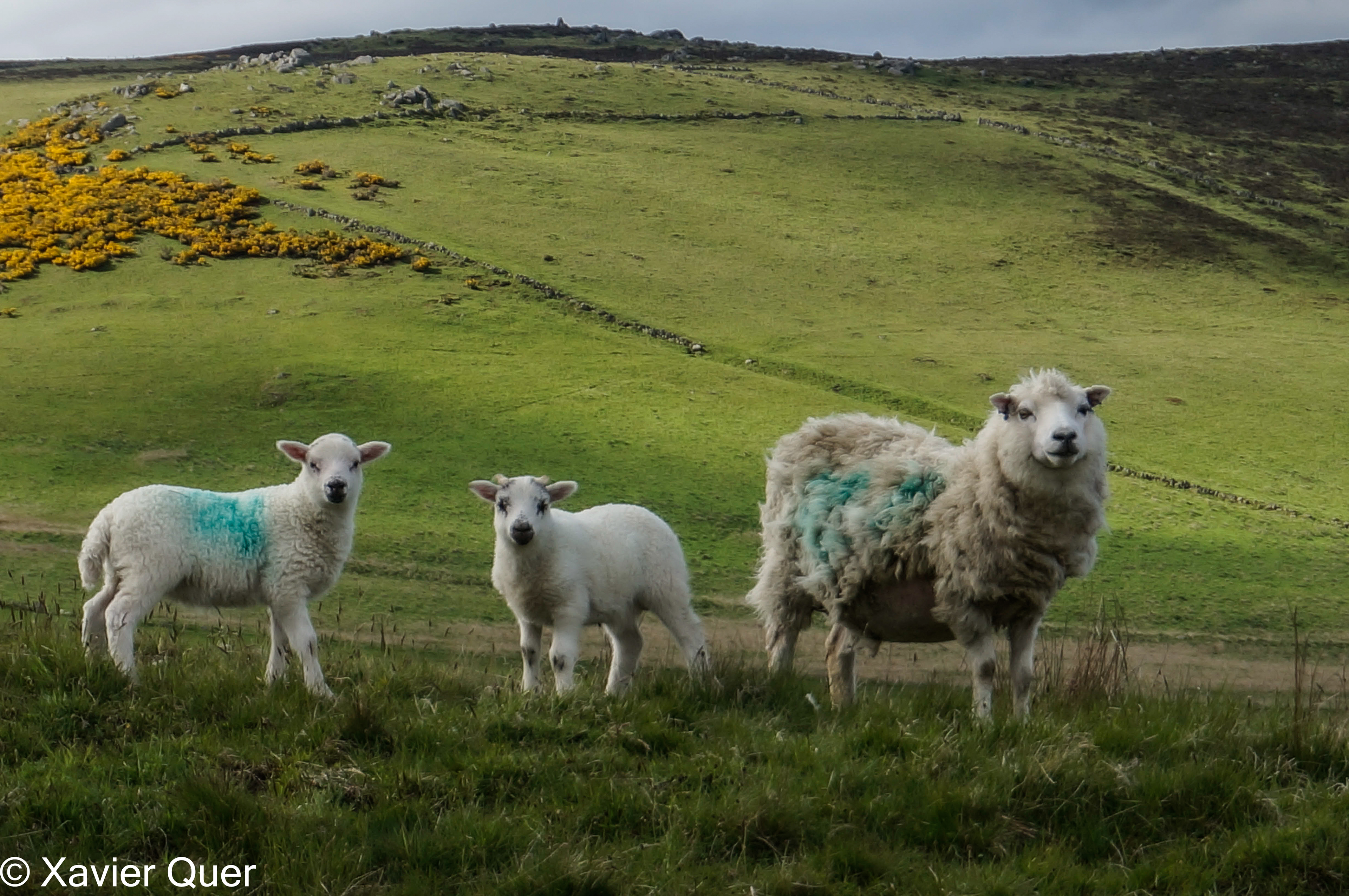 Família de xais, Escòcia