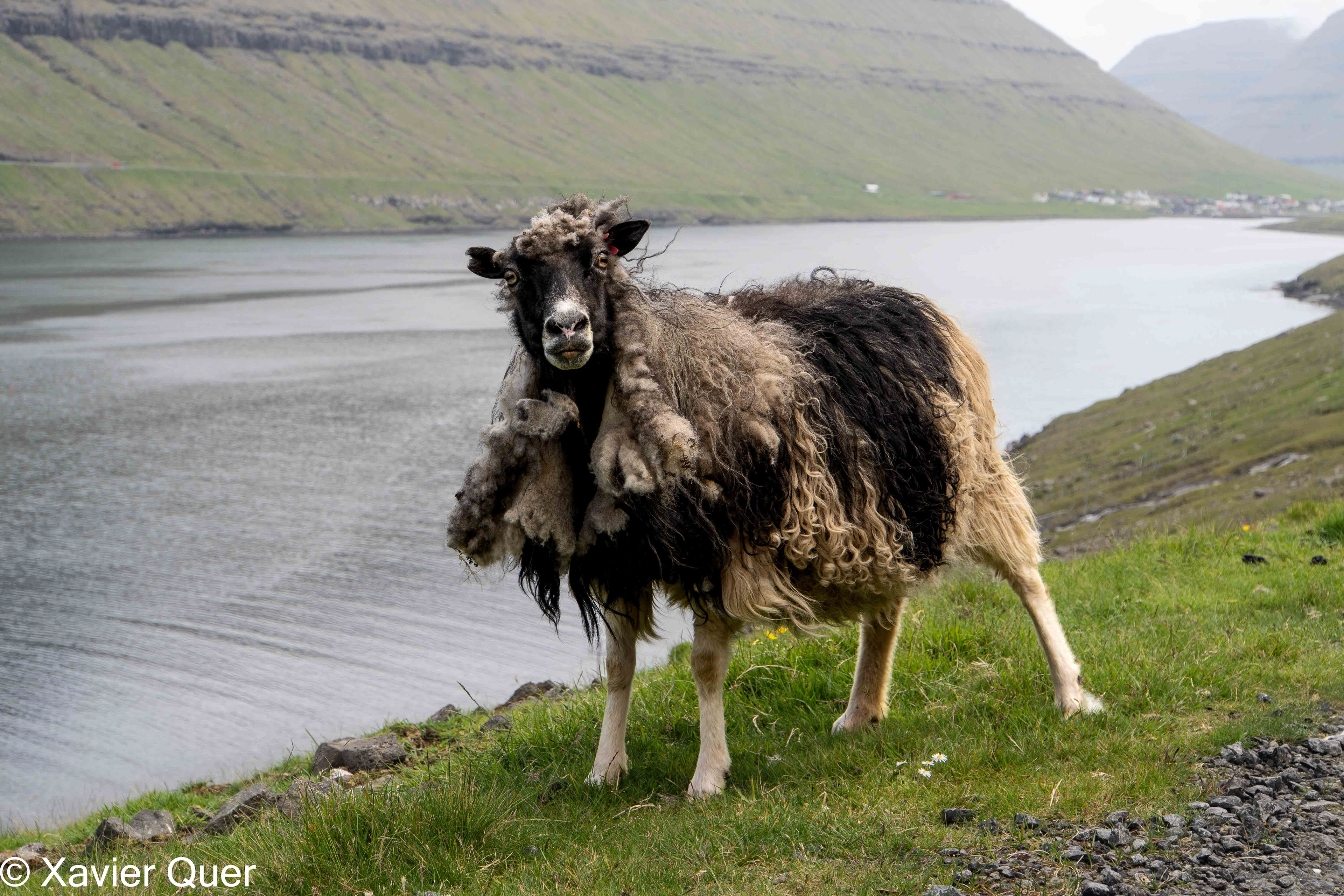 Un exemplar de xai feroès que se'ns va apropar al cotxe. Illes Fèroe.