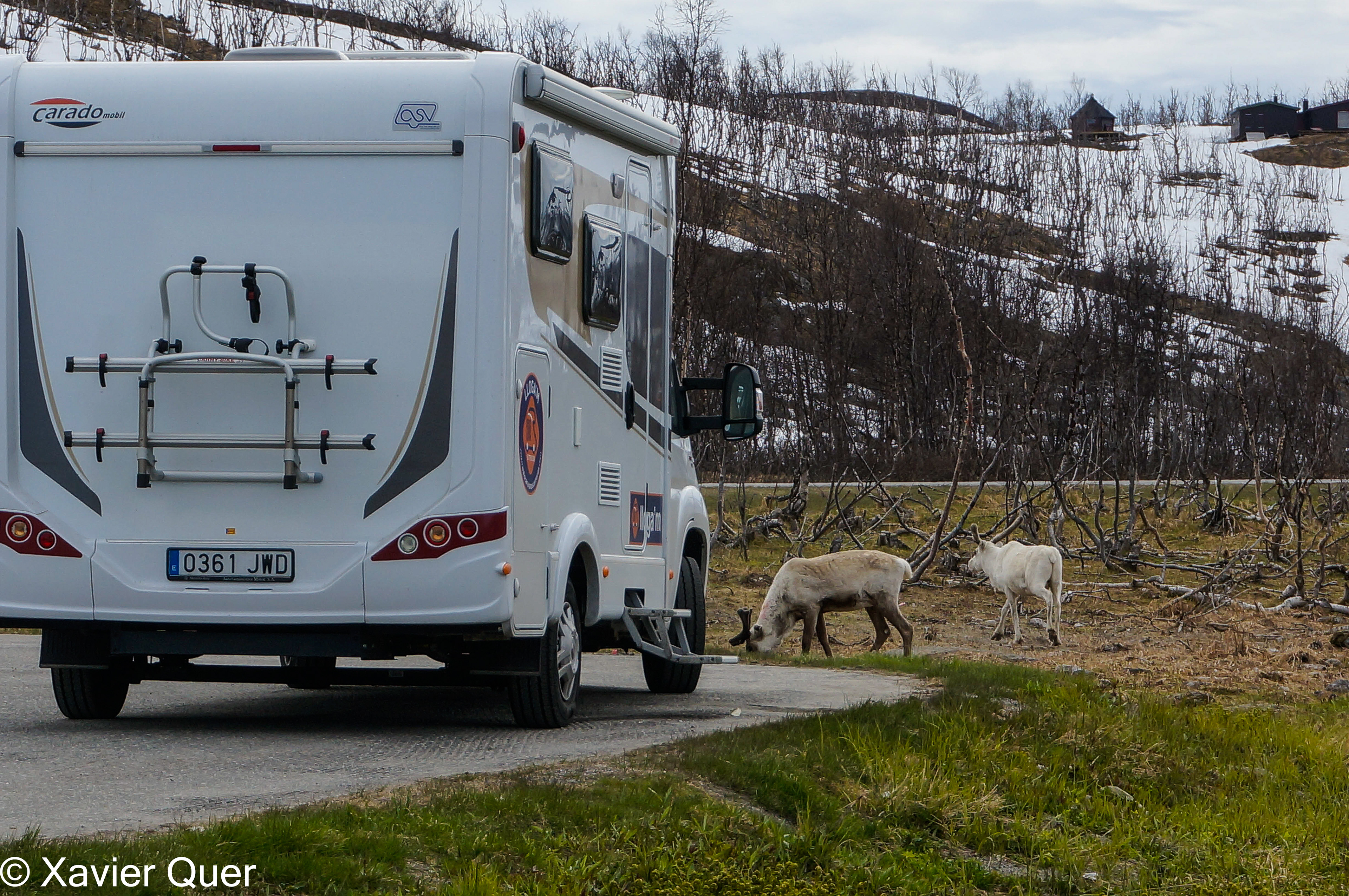 En una parada al costat de la carretera, se'ns apropen uns rens (Noruega)
