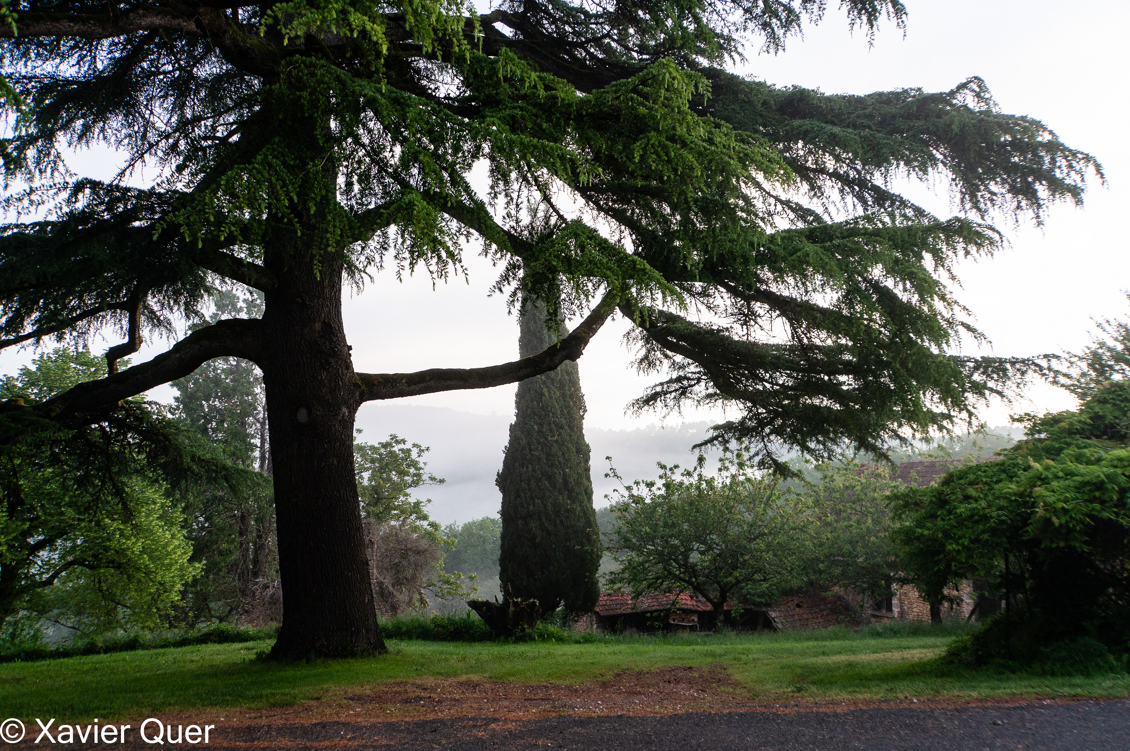 Els cedres de la casa B&B Les Cèdres du Linard, La Chapelle Aubareil, Dordonya, França