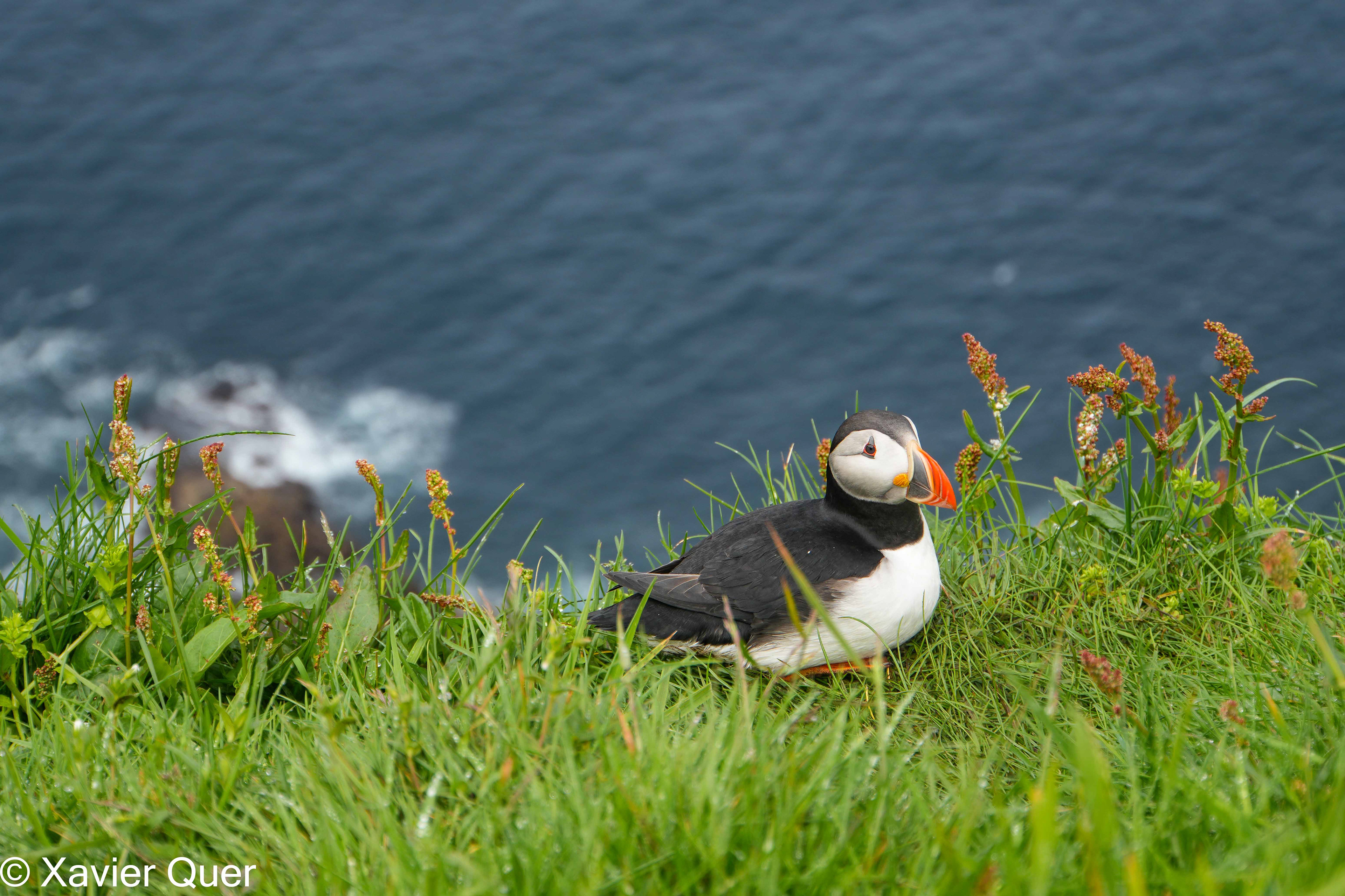 Fraret / Frailecillo / Puffin / Lundi. Mykines, Illes Fèroe