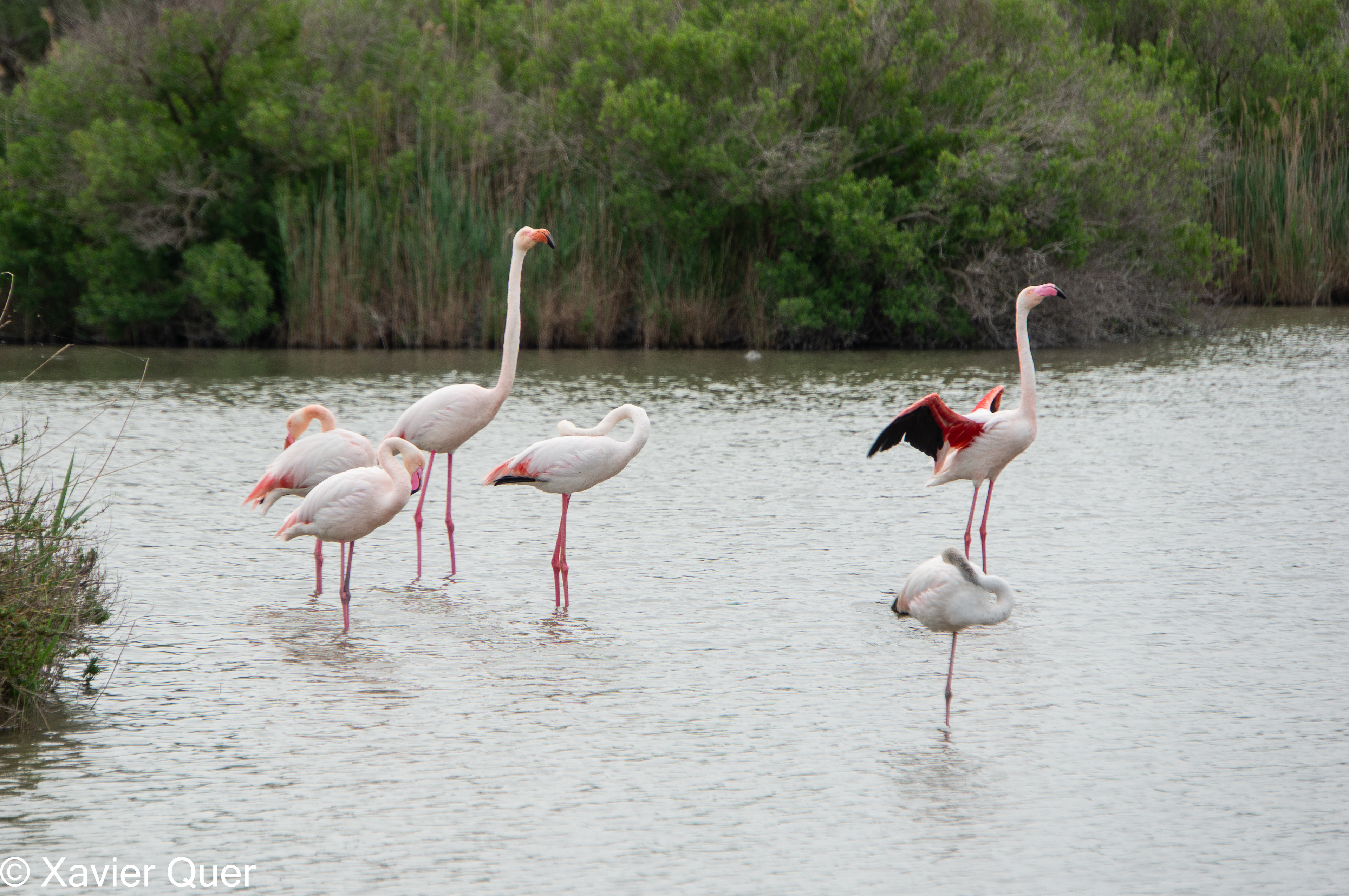 Flamencs, parc ornitològic Pont de Gau