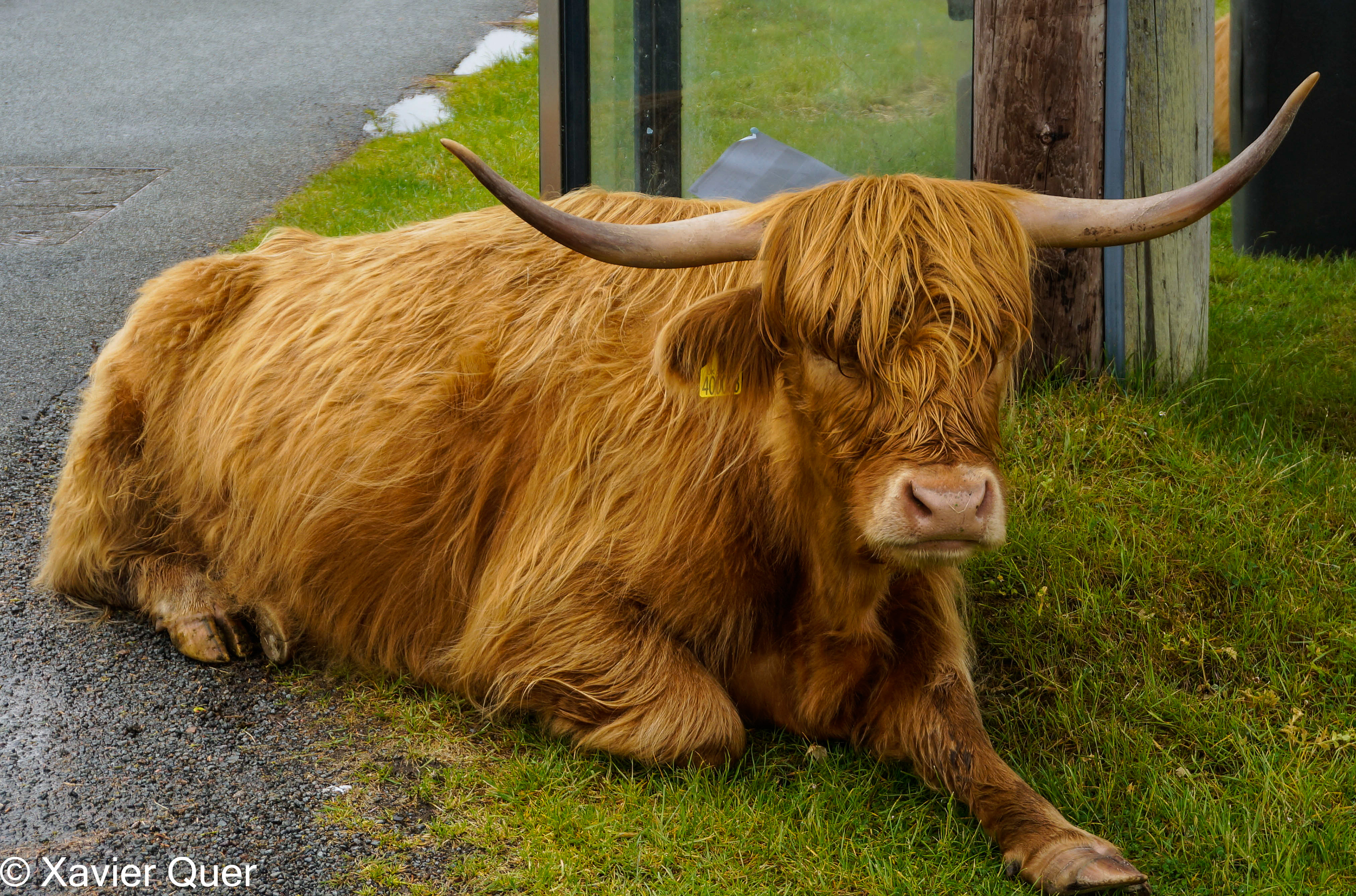 Vaca escocesa, Escòcia