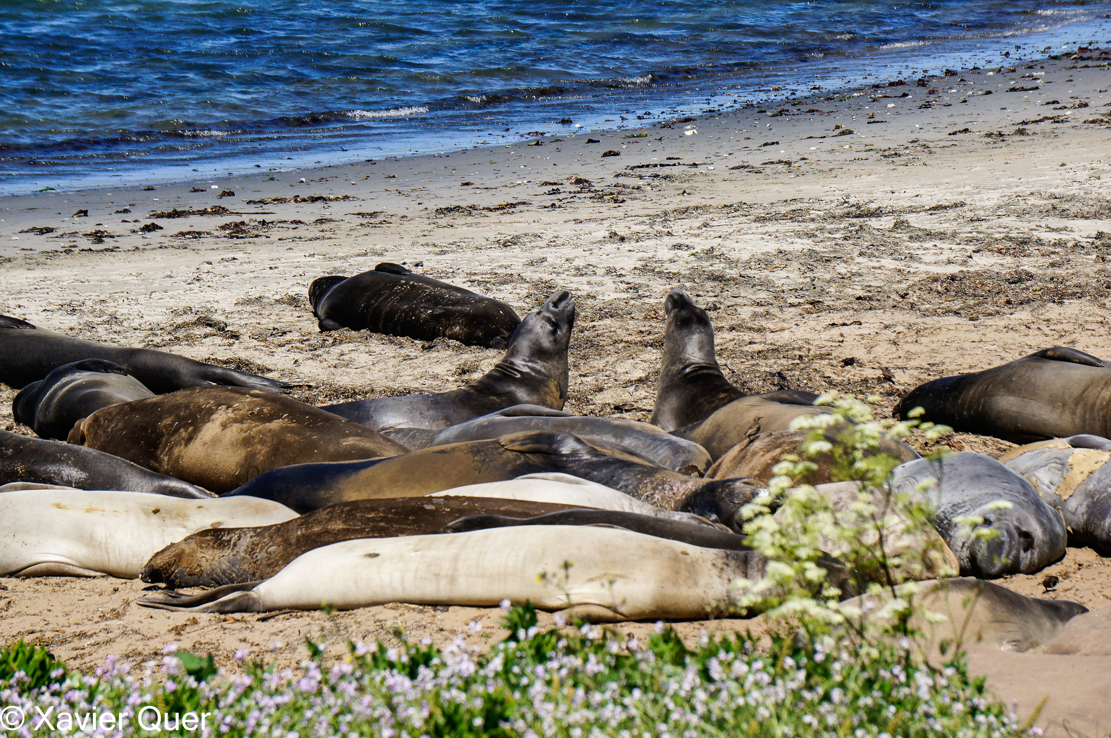 Els lleons marins de "Año Nuevo State Park", Califòrnia