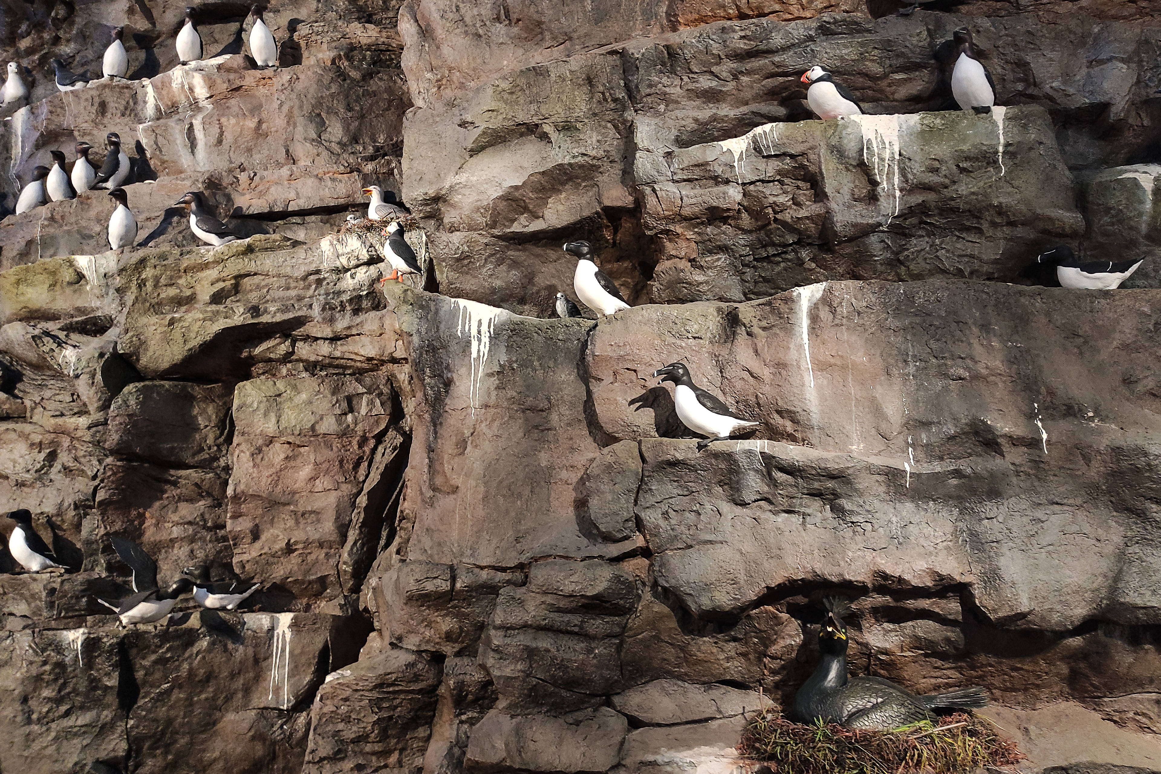 Reproducció d'un penya-segat amb diferents tipus d'ocells al Museu Perlan, Reykjavík (Islàndia)