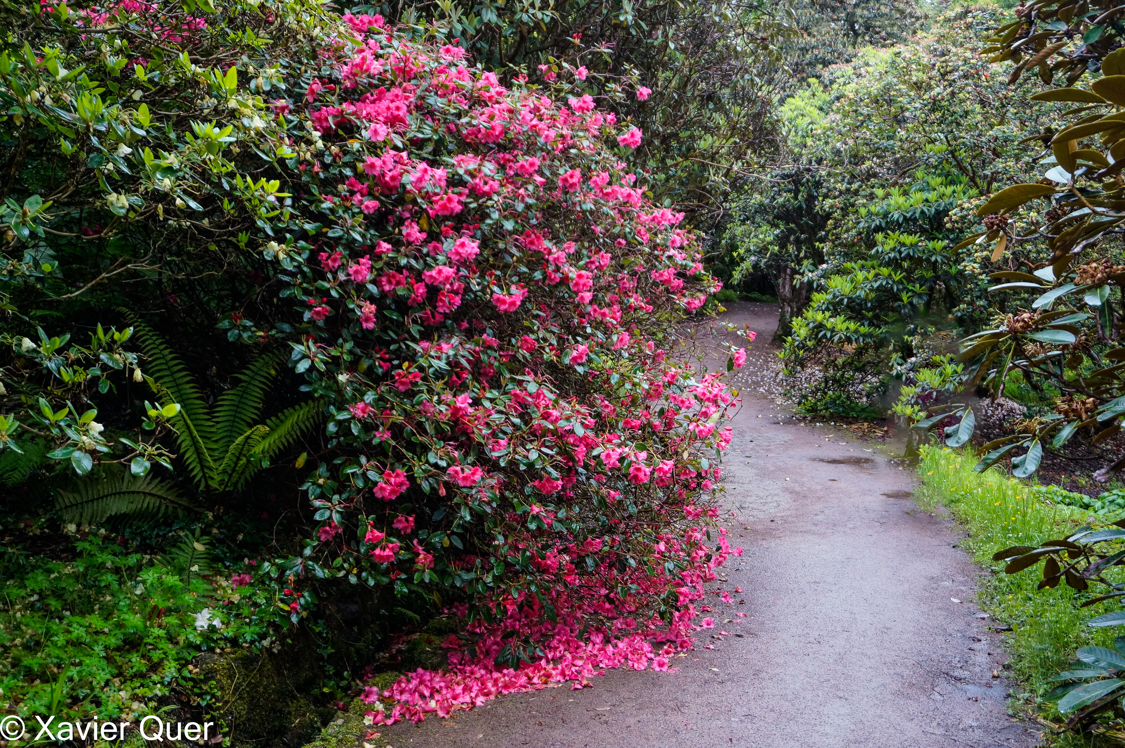 Rododendres als jardins Inverewe Garden, Escòcia