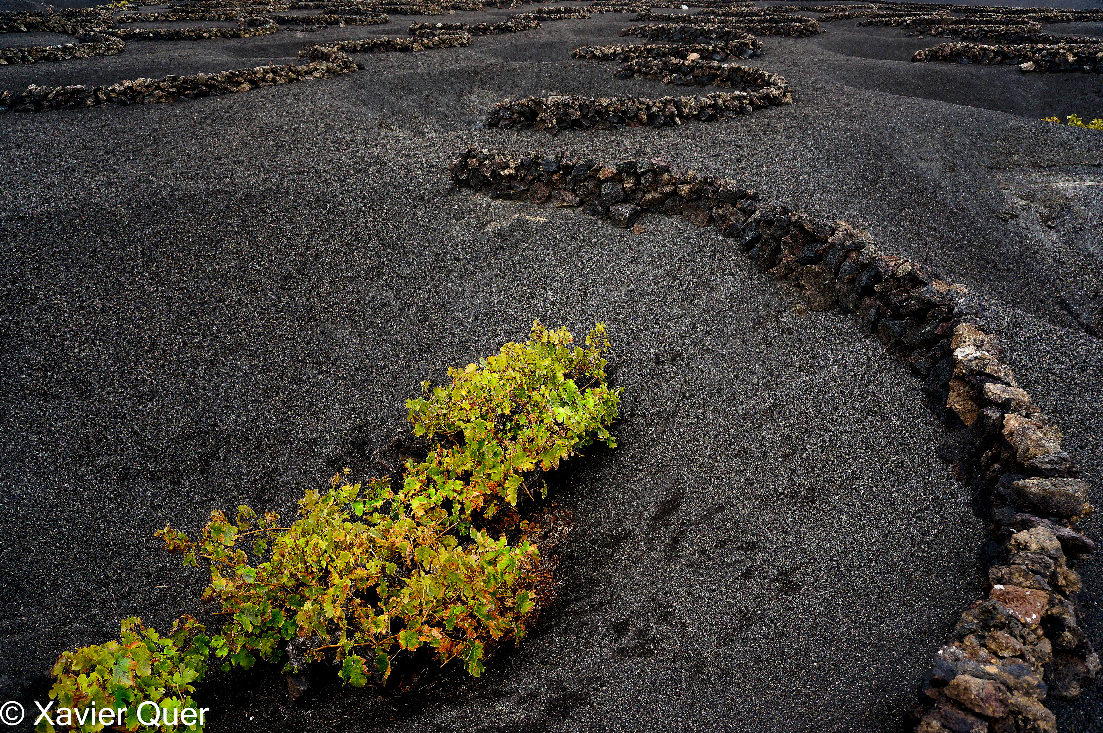Vinyes de malvasia, El Grifo. La Gería