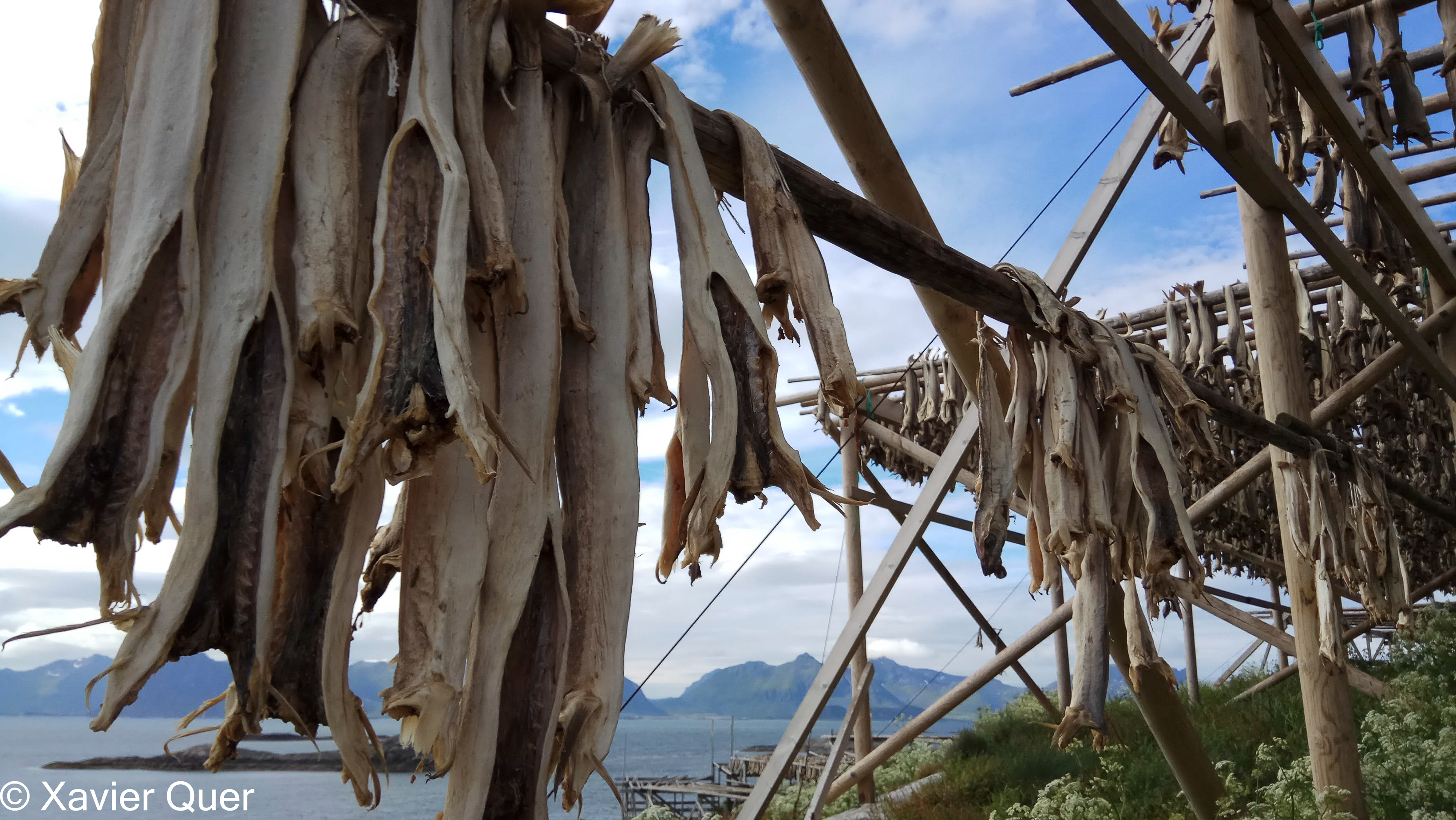 Assecador de bacallans, Henningsvaer