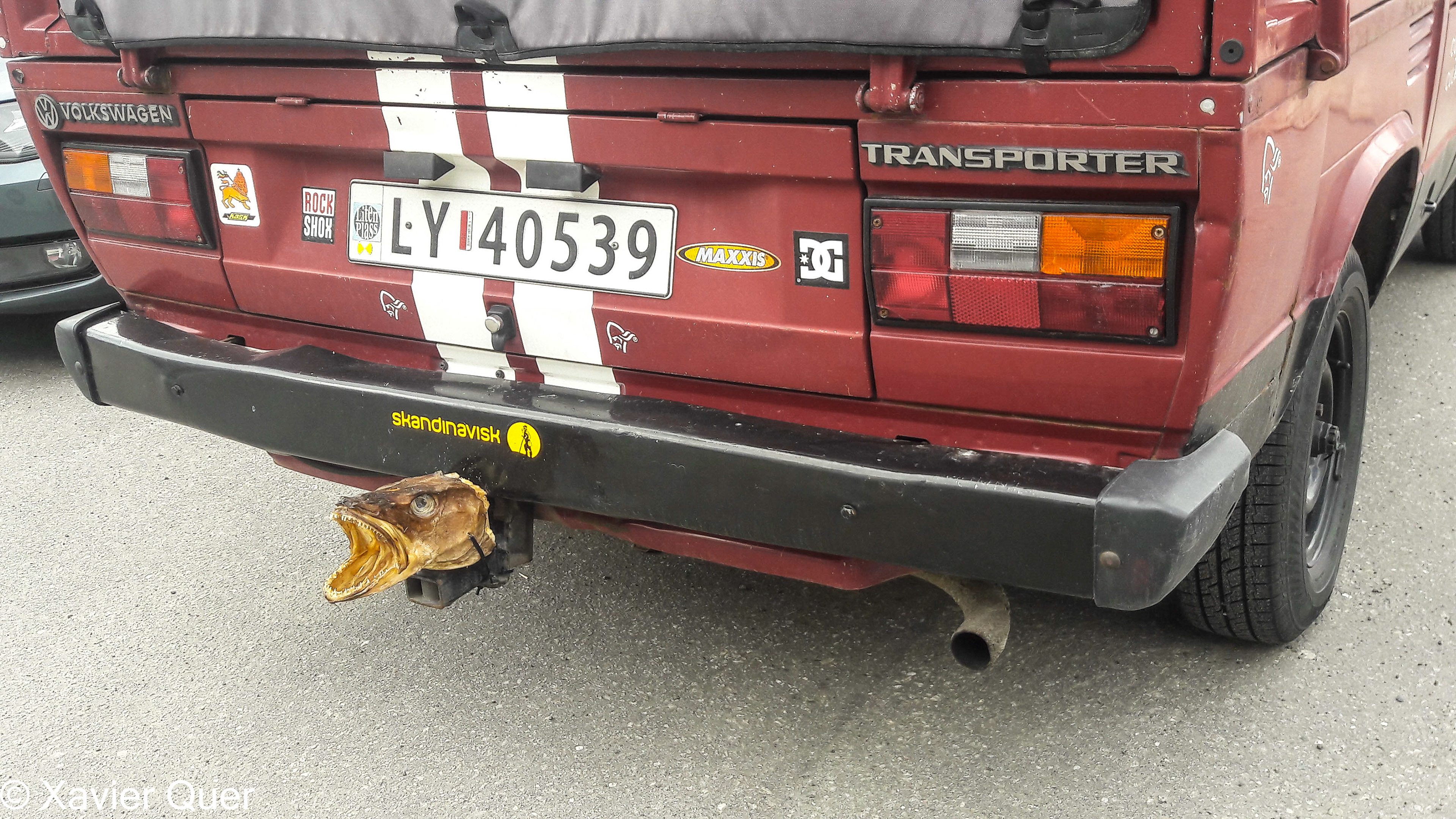 Fins i tot els caps de bacallà s'aprofiten a Svolvaer