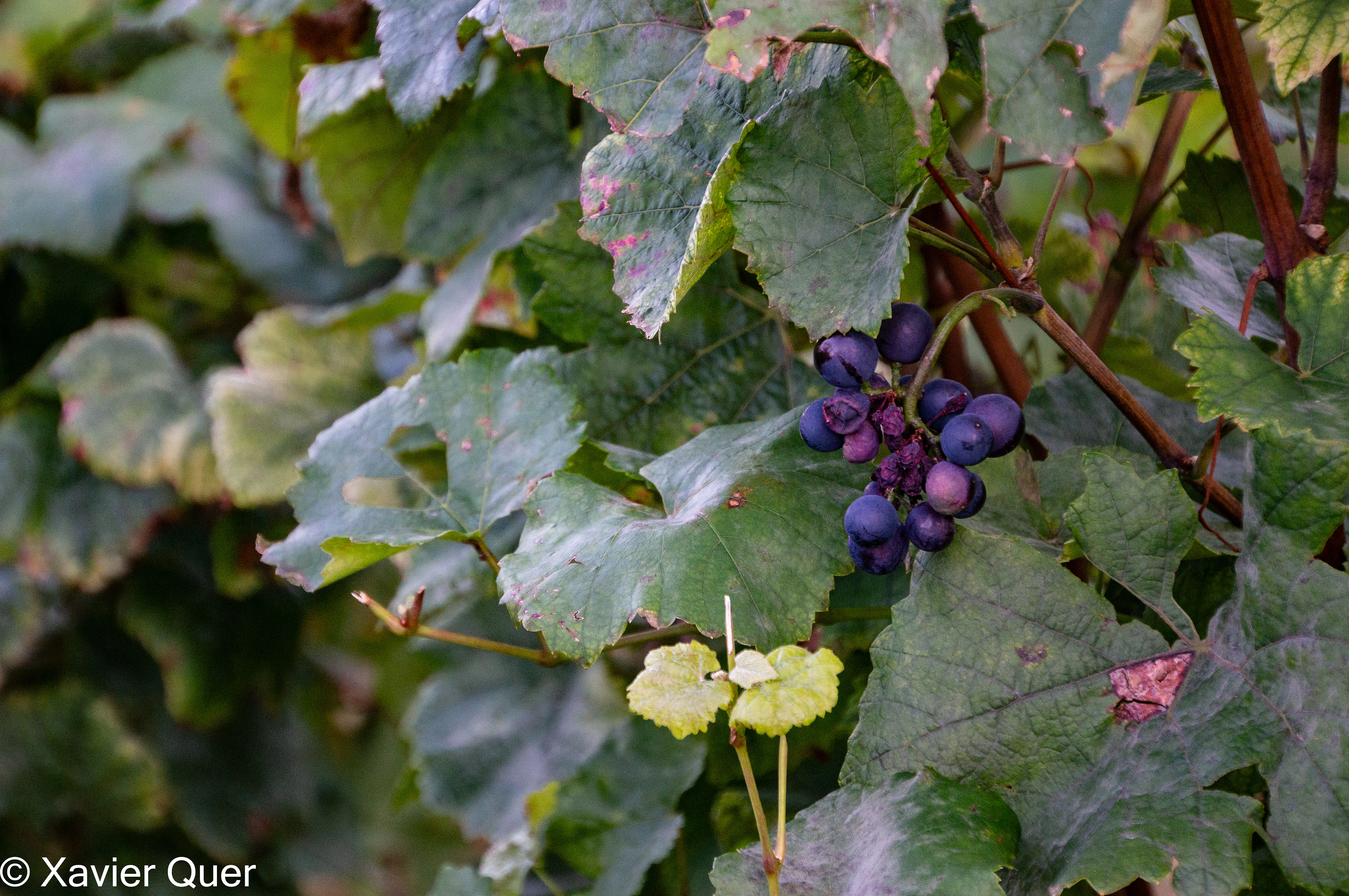 Raïm de la Borgonya