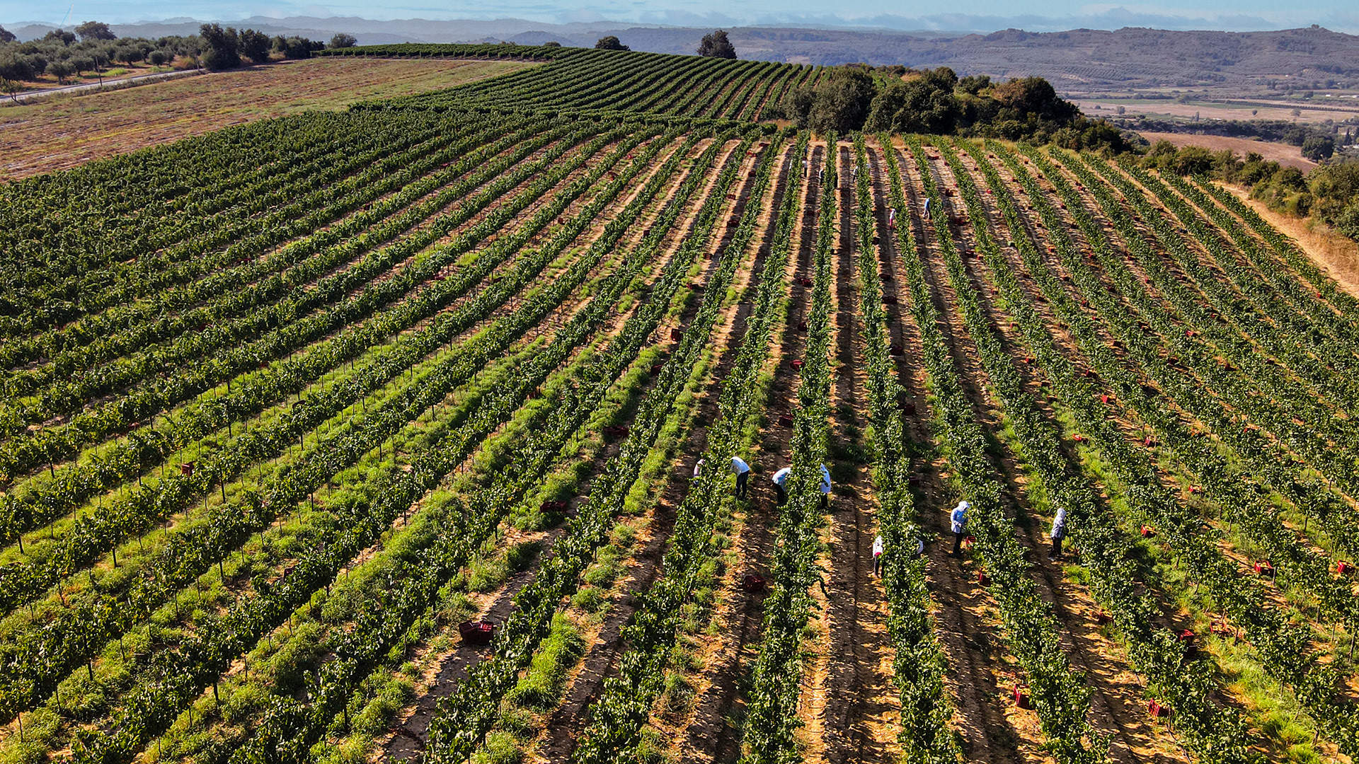 Vineyards