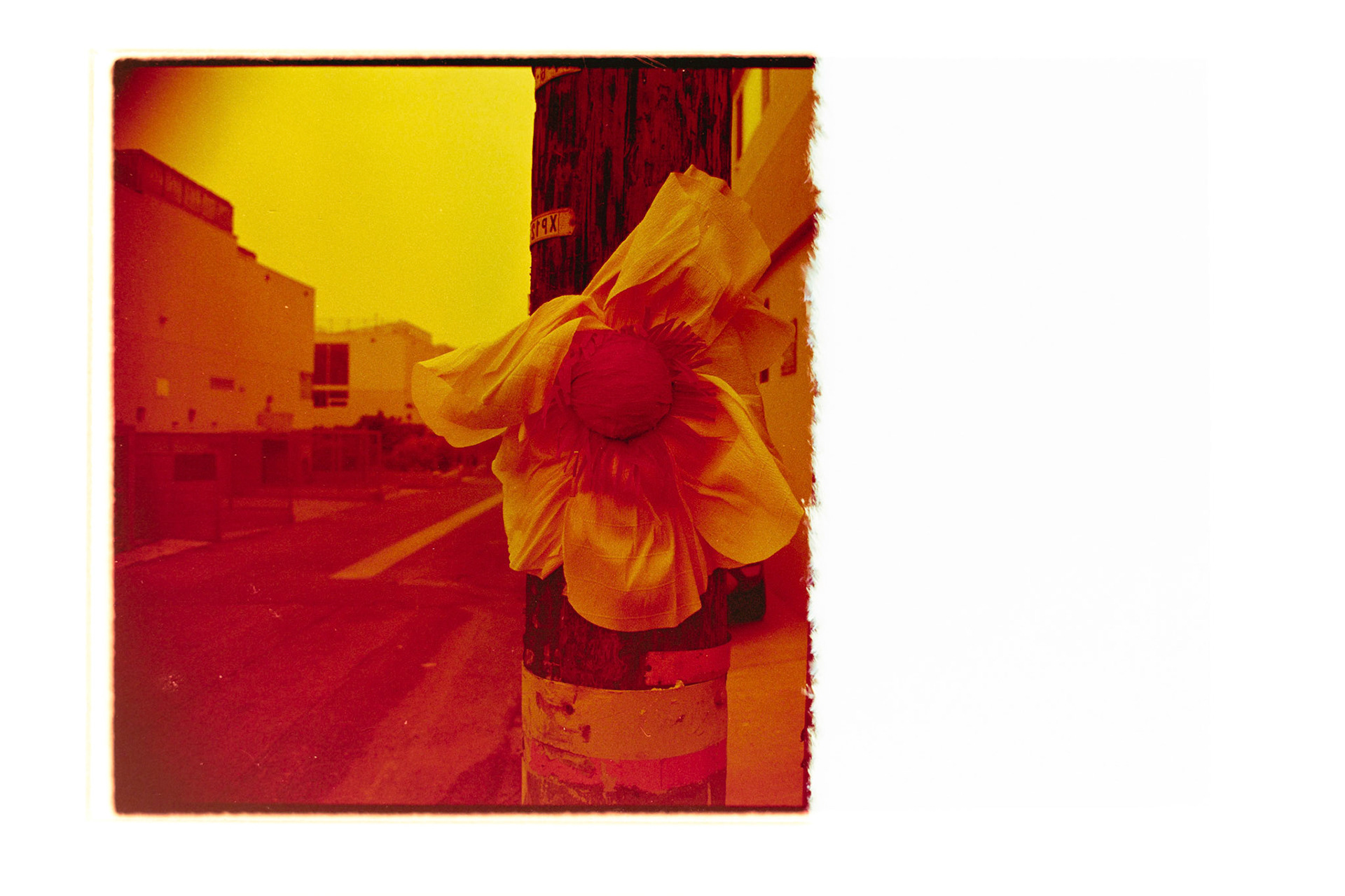 RED SCALE FIRST OF THE ROLL