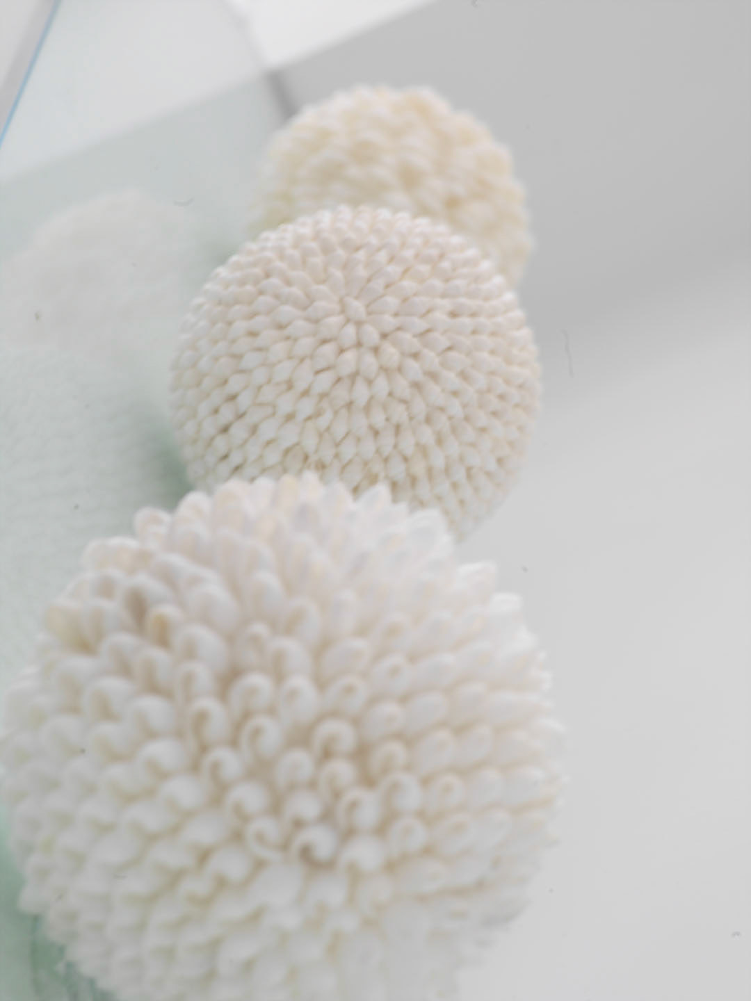 Photo by Jorge Parra.