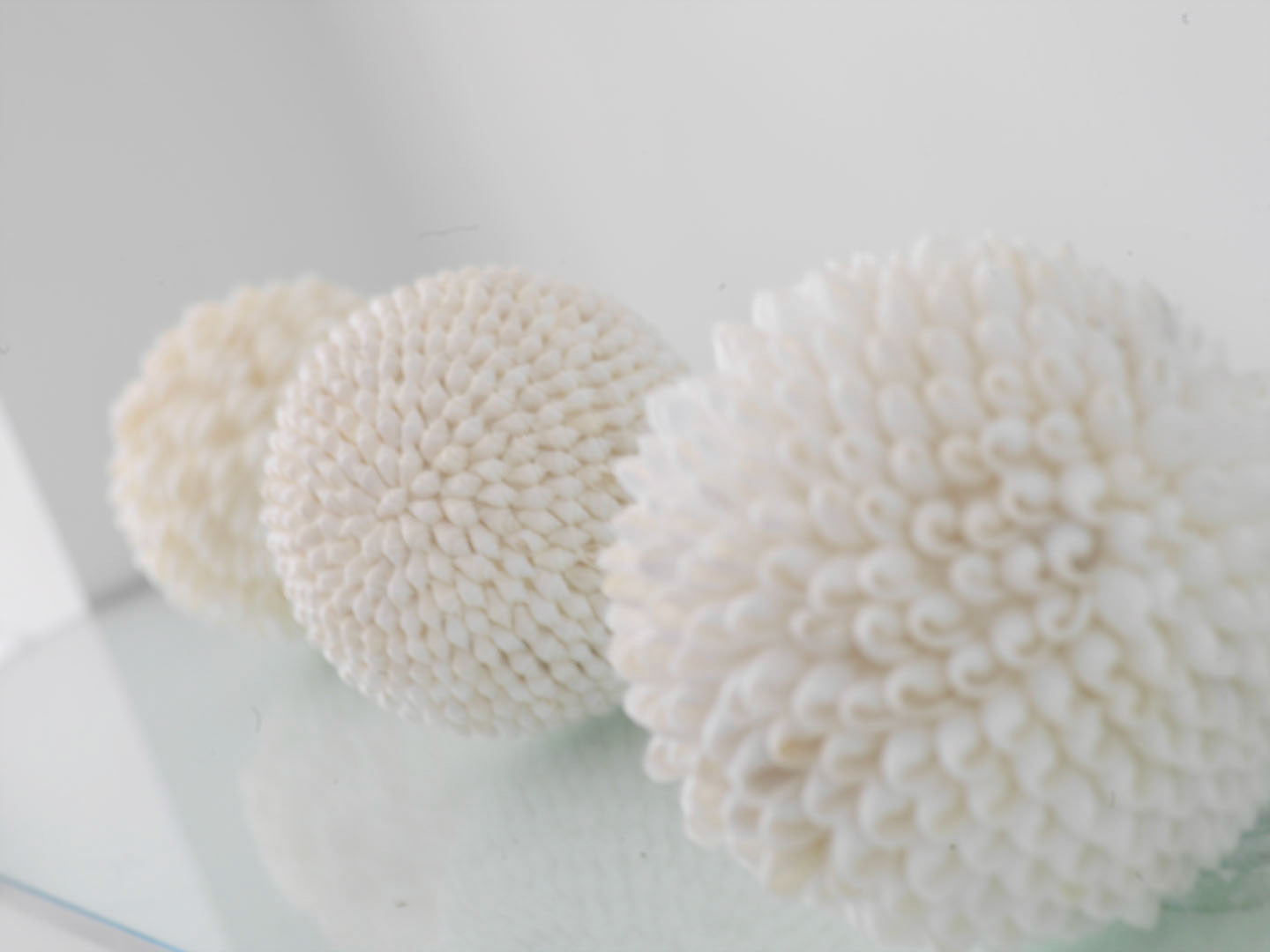 Photo by Jorge Parra.