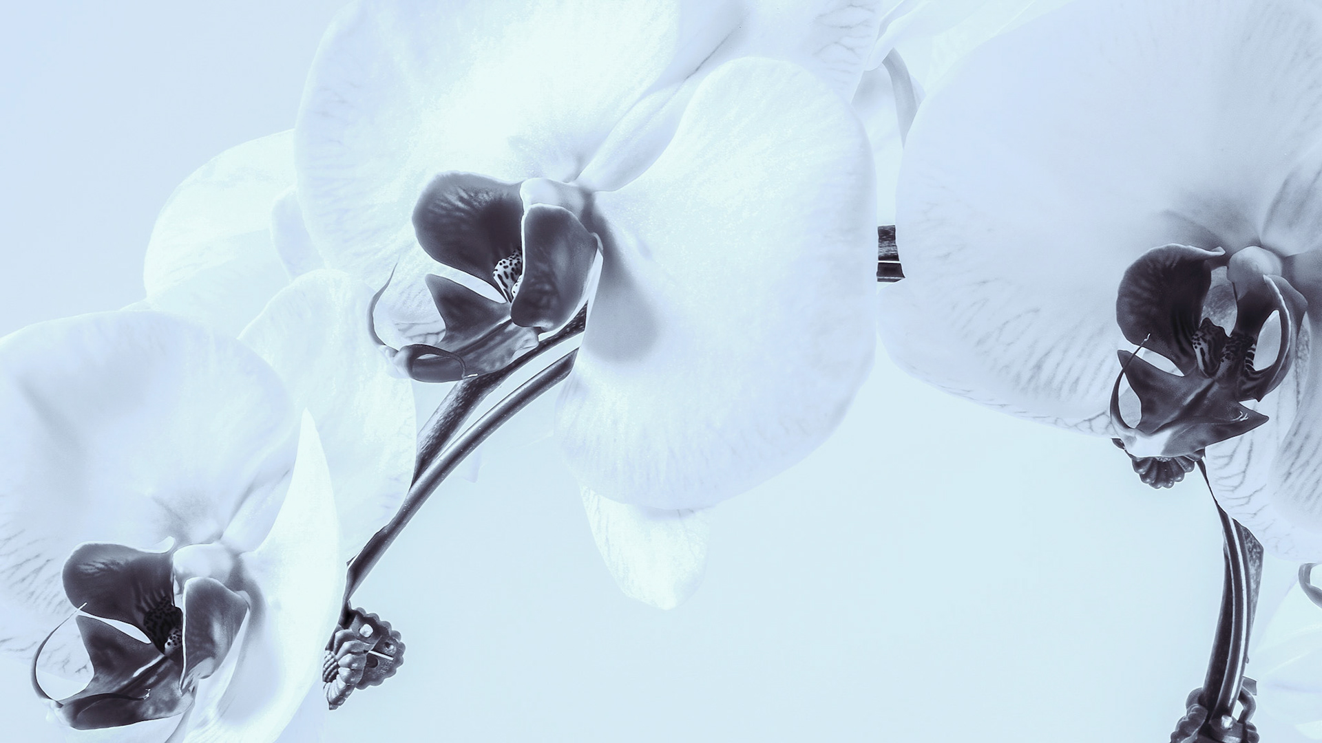 Processed With Darkroom