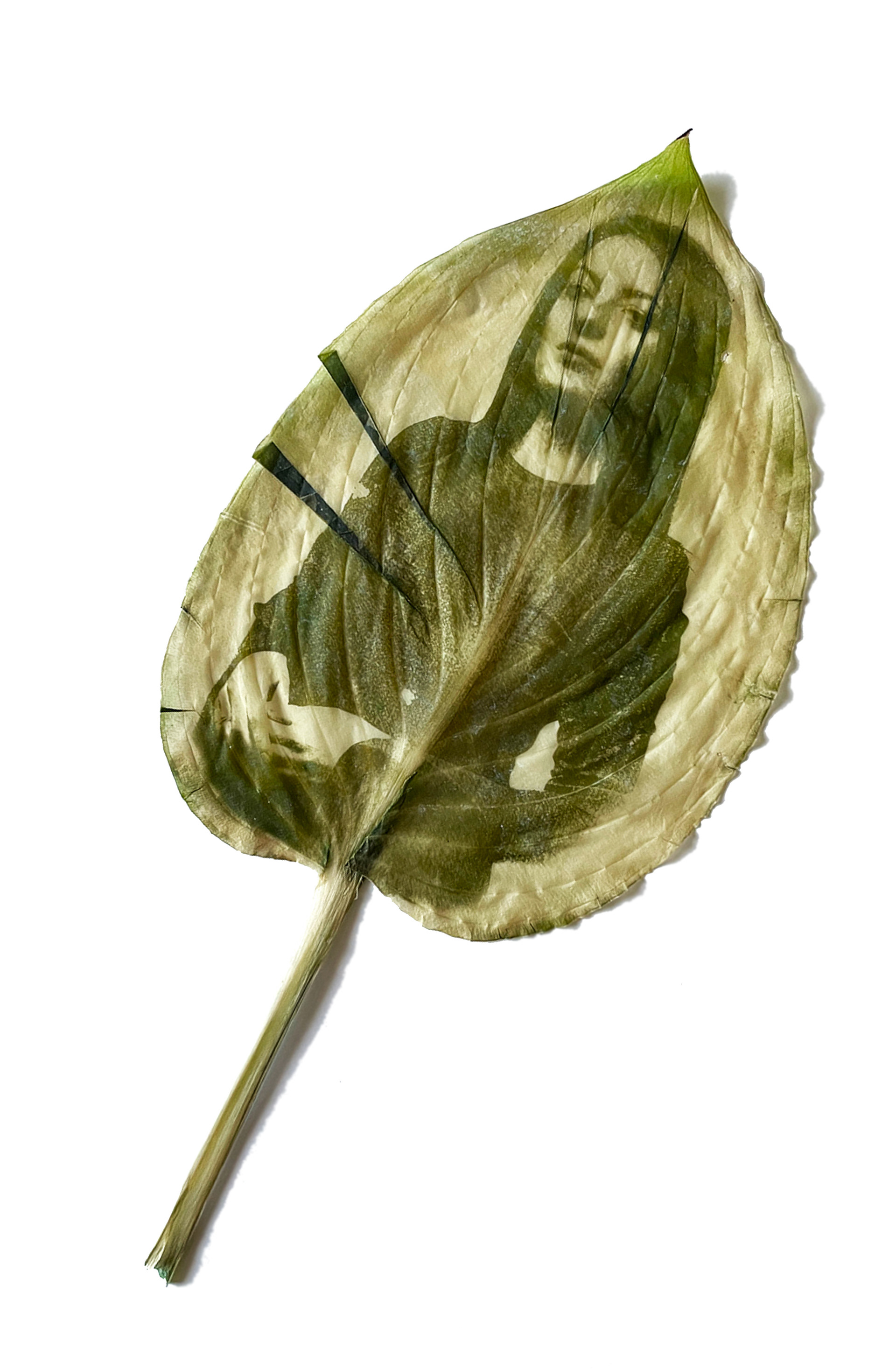 Girl on a leaf - 2022 - XXII. Nemzetközti-Magyar Fotószalon - Budapest - MFVSz diploma