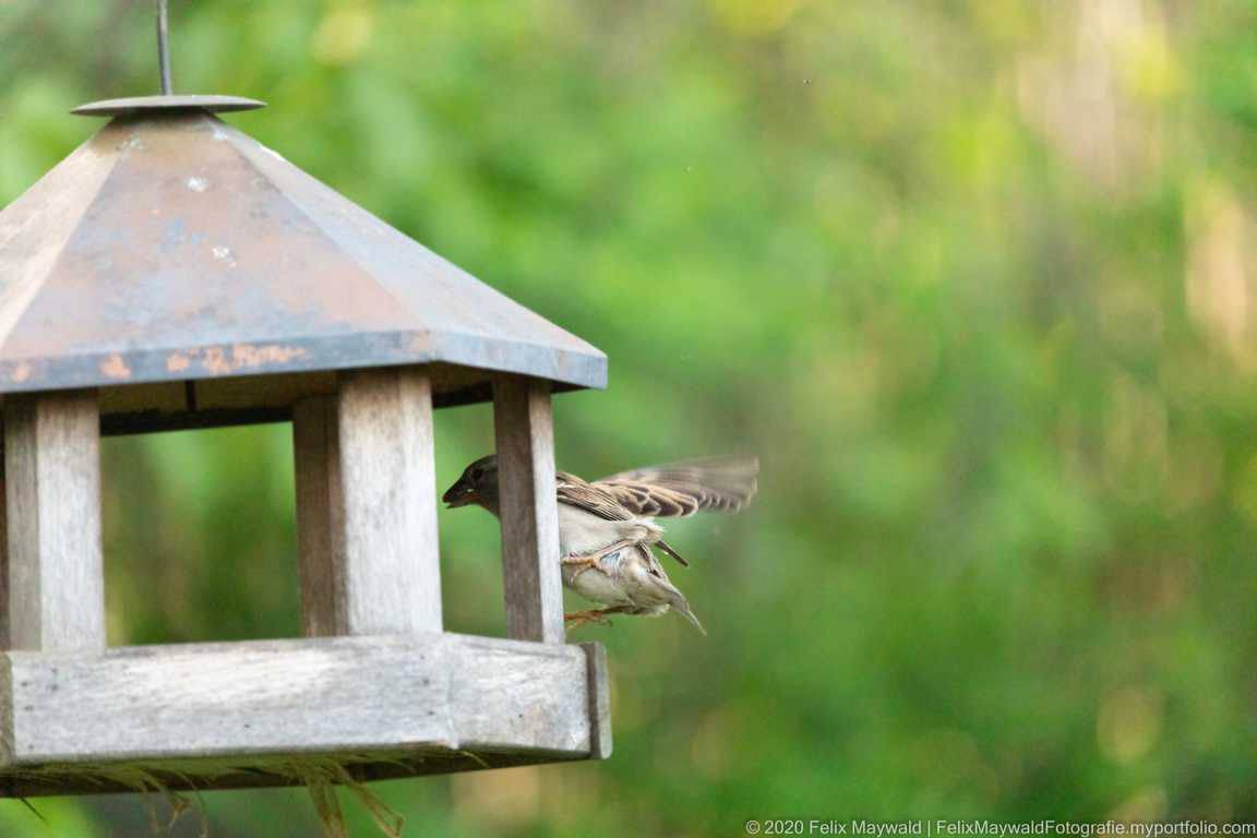 Haussperling Weibchen hüpft am Rand um das Vogelfutterhaus