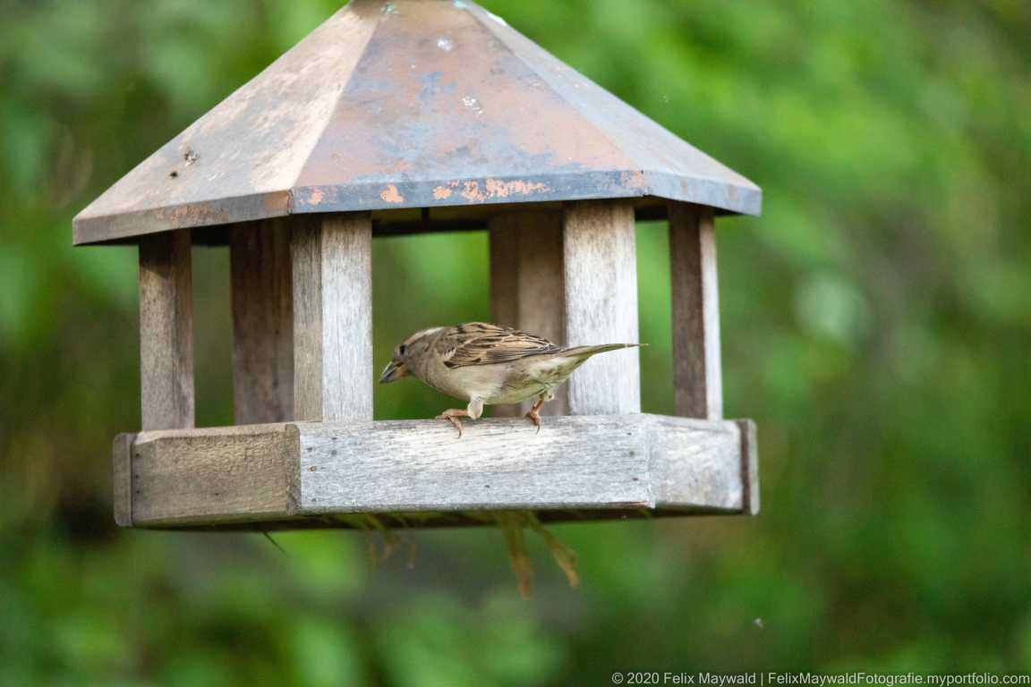 Haussperling Weibchen guckt ins Vogelfutterhaus