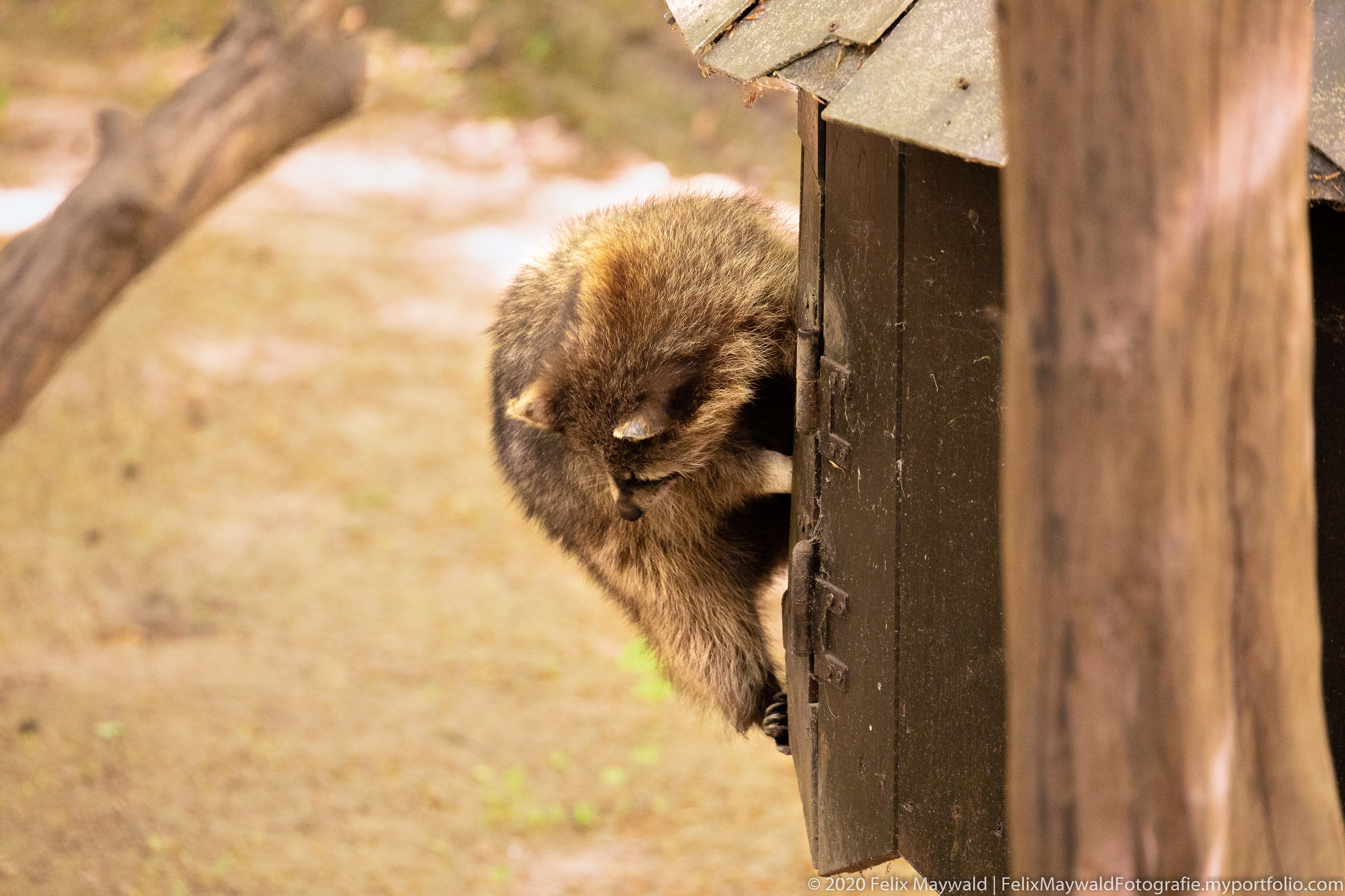 Waschbär angelt Futter aus einer art Vogelhaus