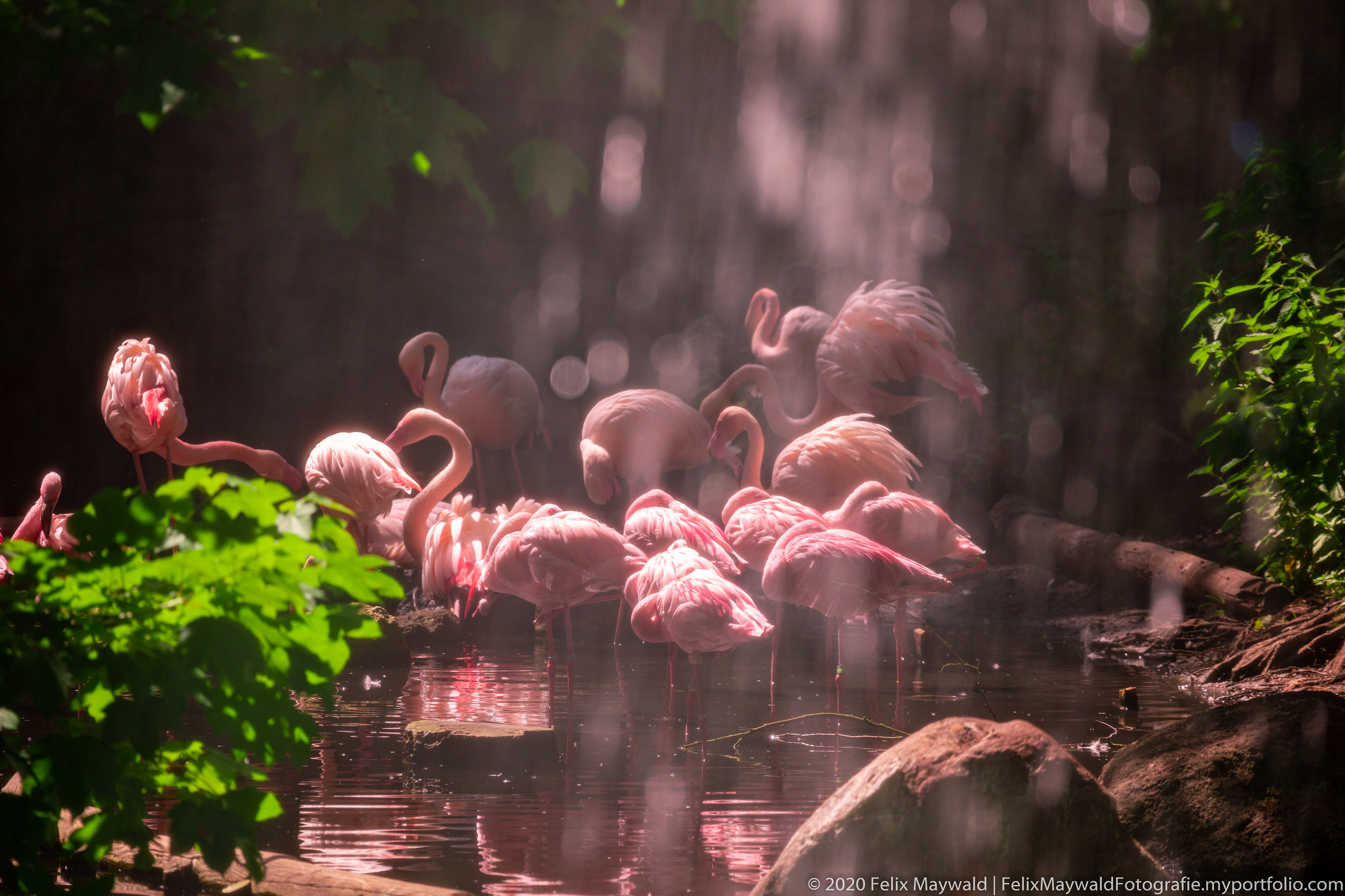 Flamingos zwischen grünen Blättern hinter einem Wasserschleier in einem Gewässer