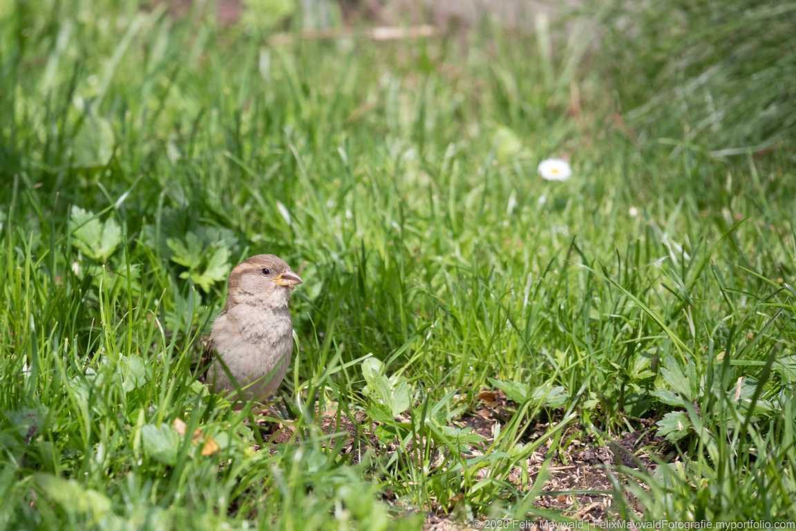 Haussperling Weibchen frisst Rasensamen