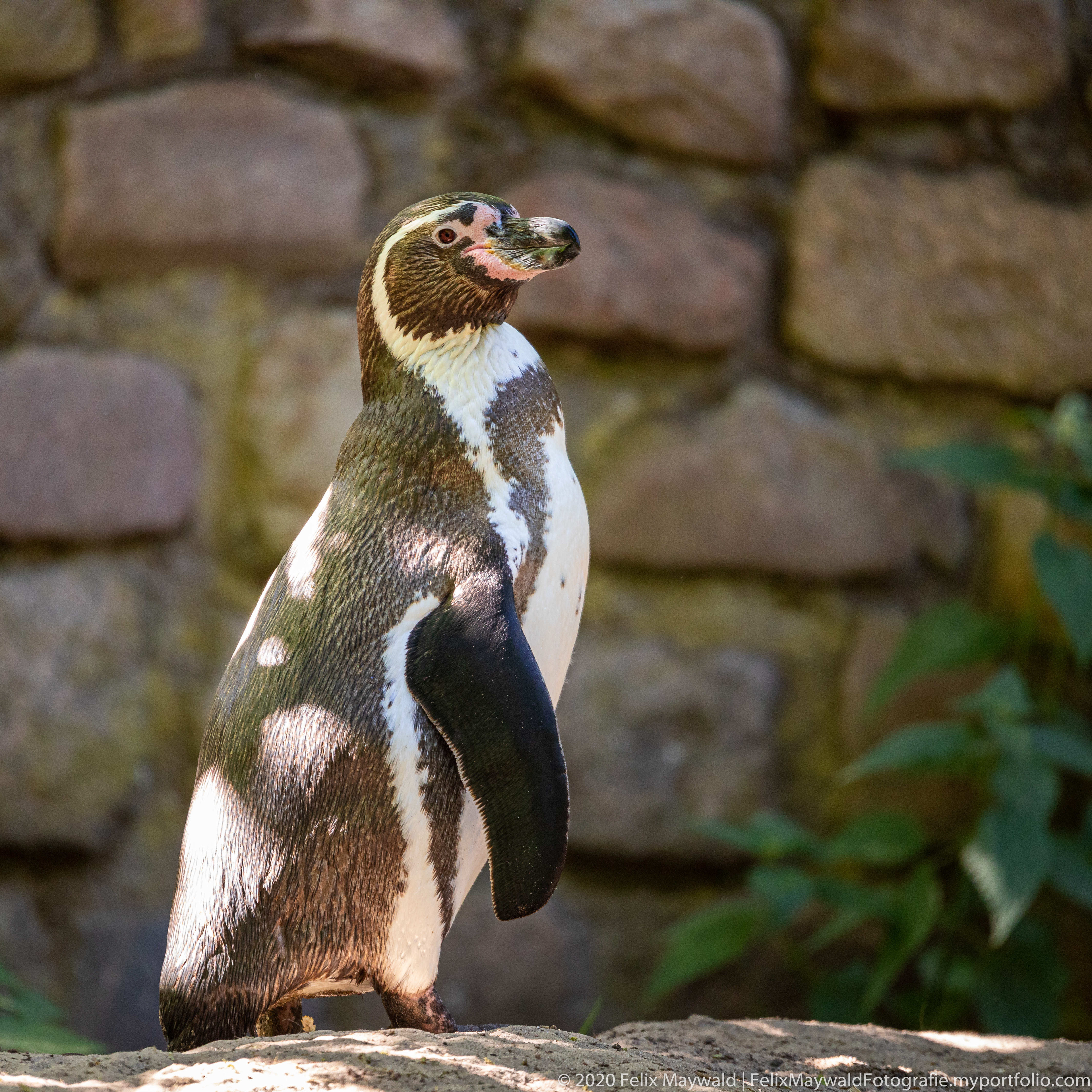 Ein Magellan-Pinguin steht in der Sonne