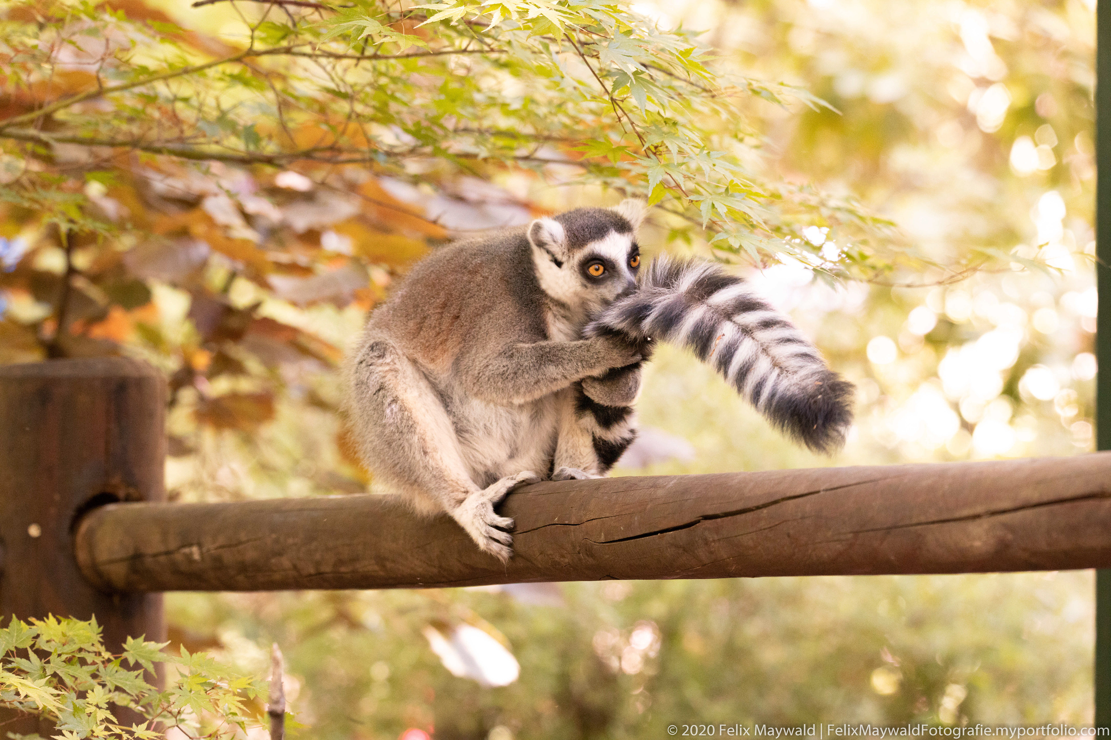 Ein Katta Lemur sitzt auf einer Holzstange und schnuppert an seinem Schweif mit großen Augen