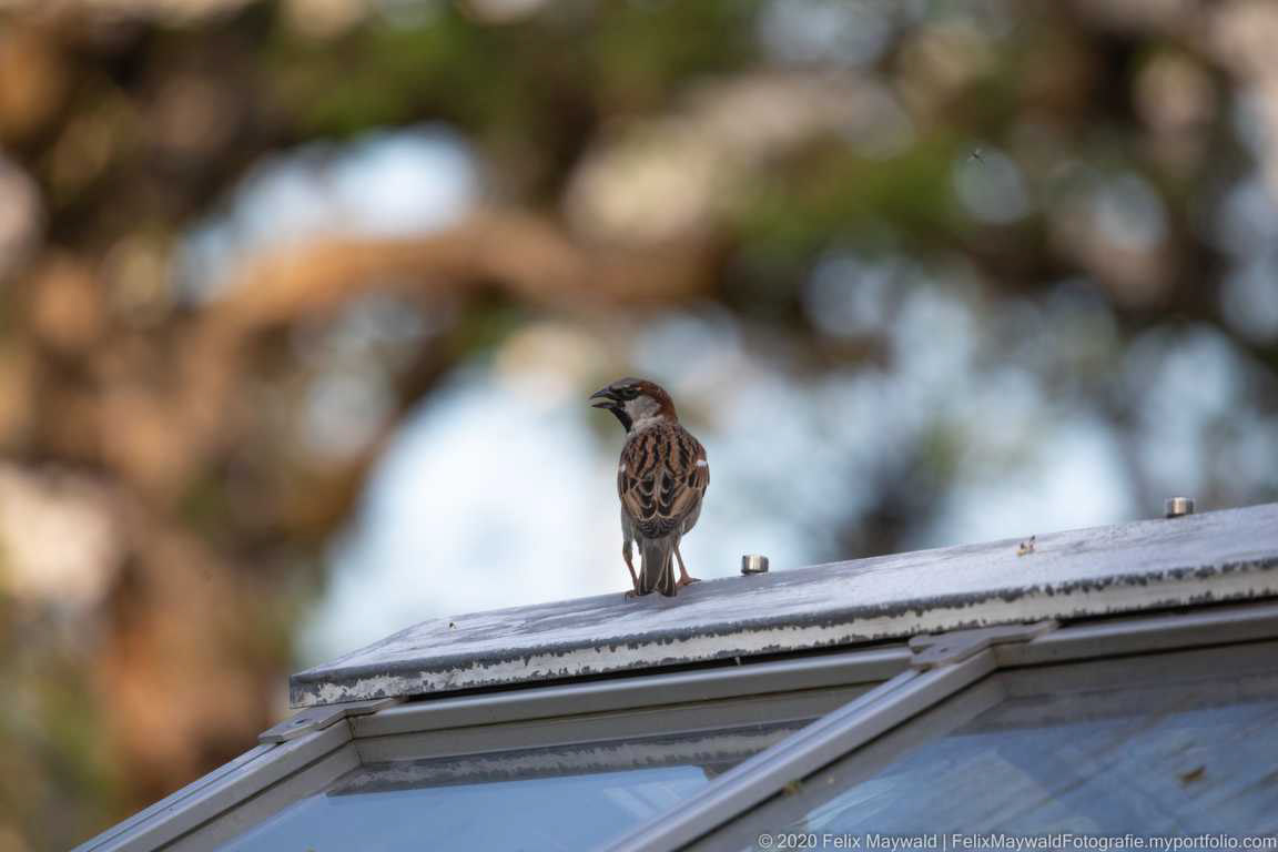 Haussperling Männchen schaut nach Norden