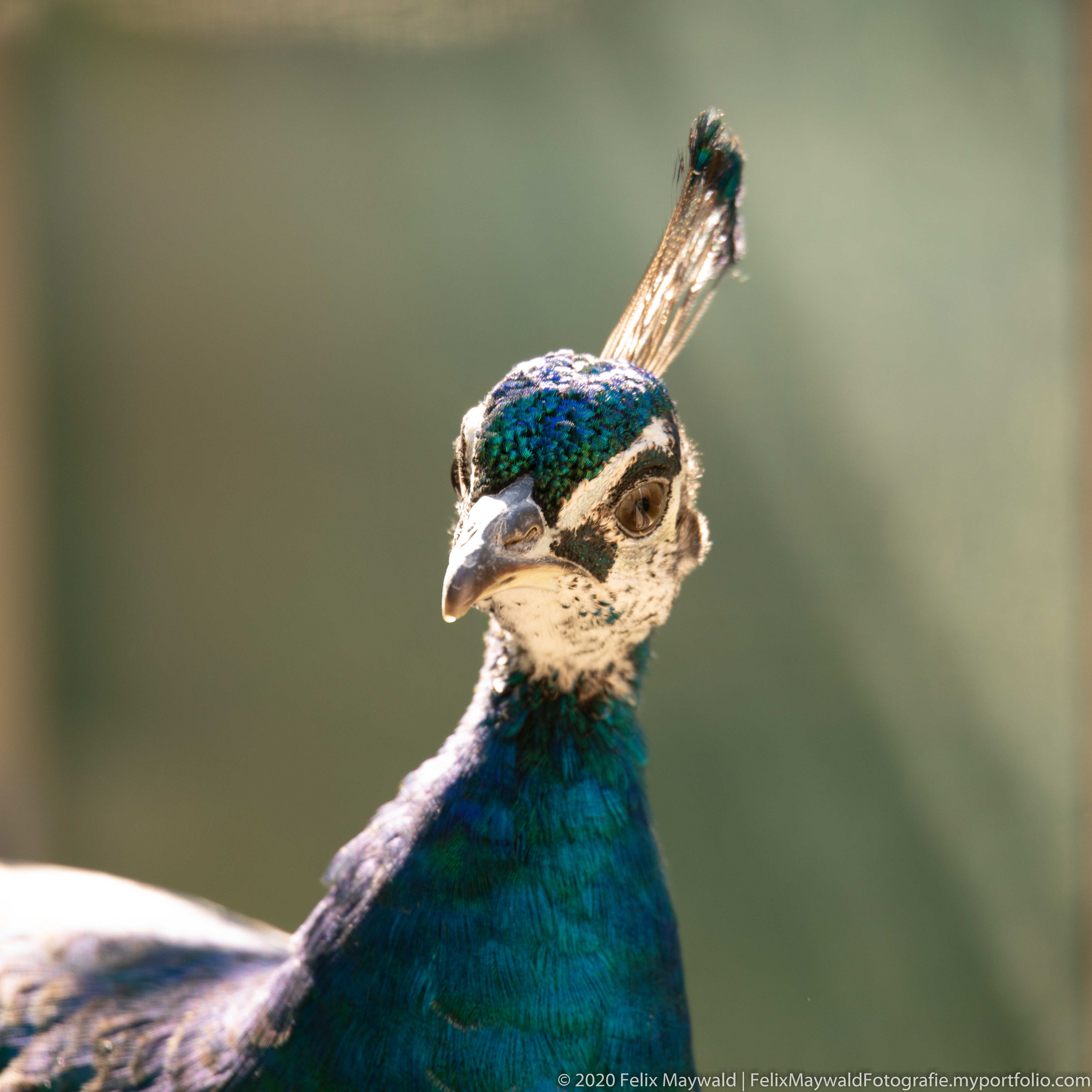 Der Kopf von einem Blauen Pfau