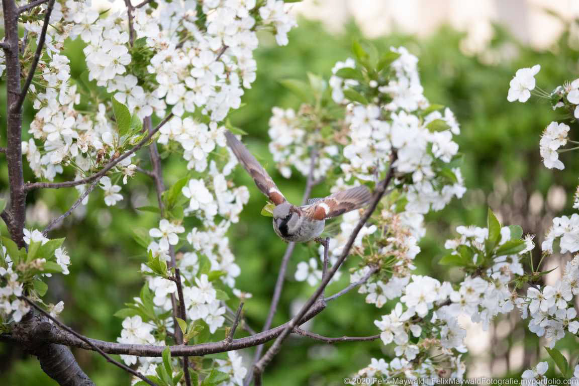 Haussperling Männchen startet von einem Kirschbaum