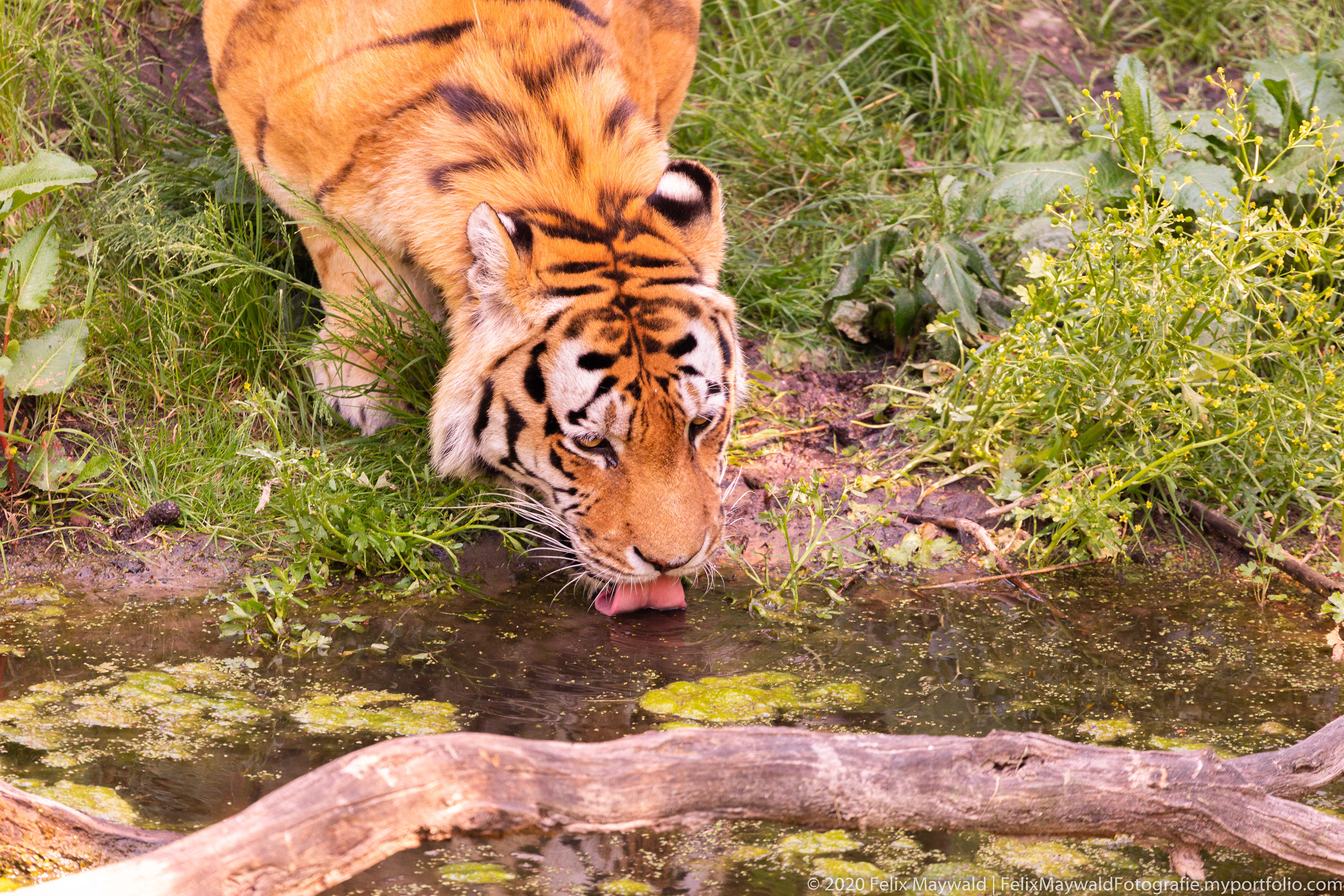 Königstiger trinkt an Gewässer, steht im Gras, im Gewässer schwimmt ein großer Ast und Algen