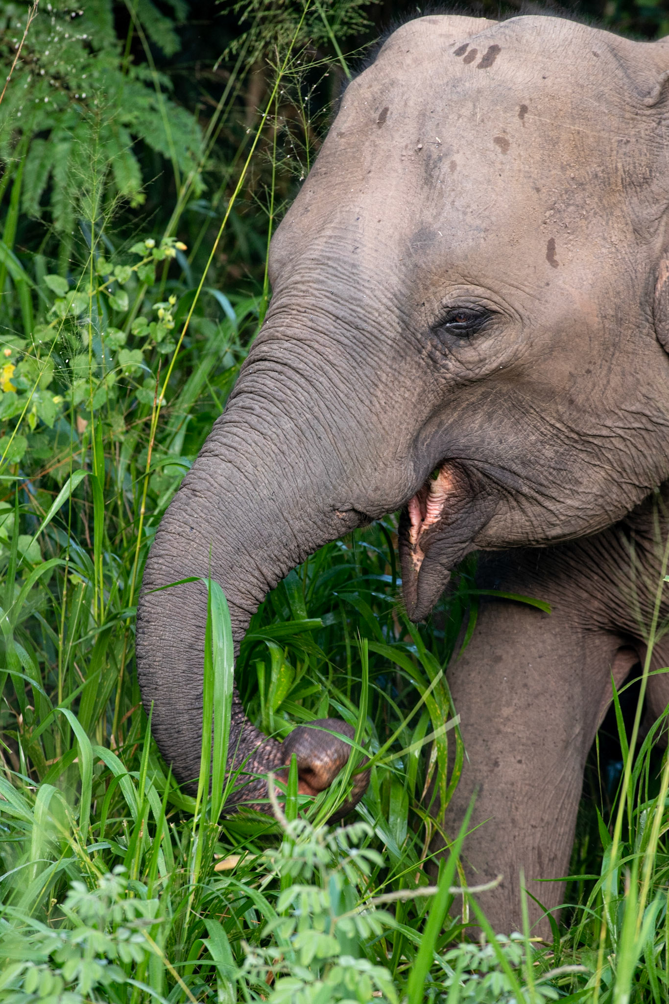 Elephant Minneriya NP