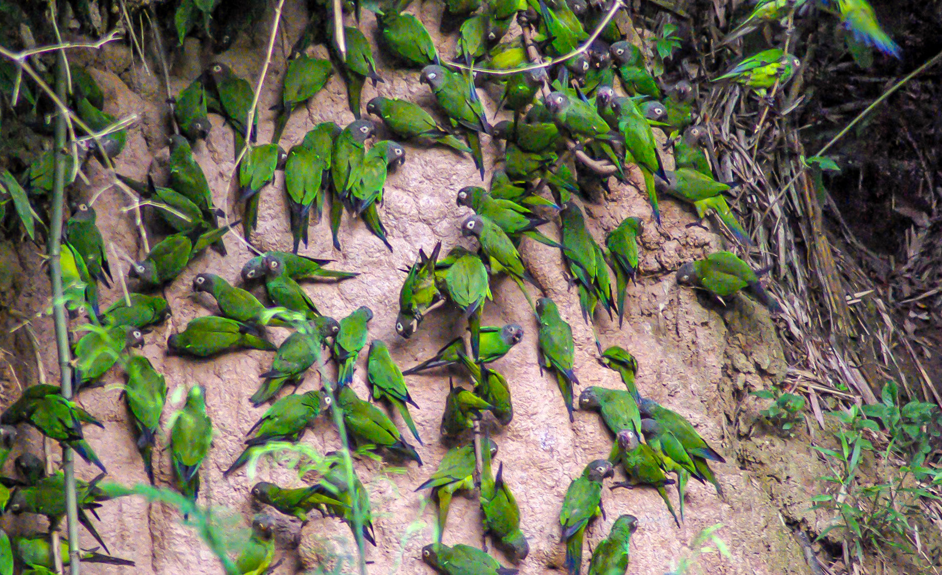 Parakeets Amazon jungle