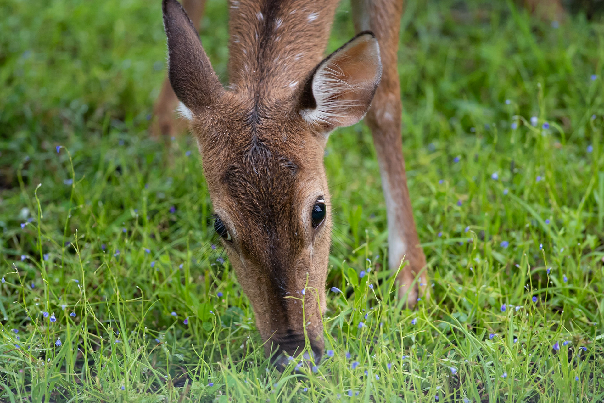 Sri Lankan axis deer