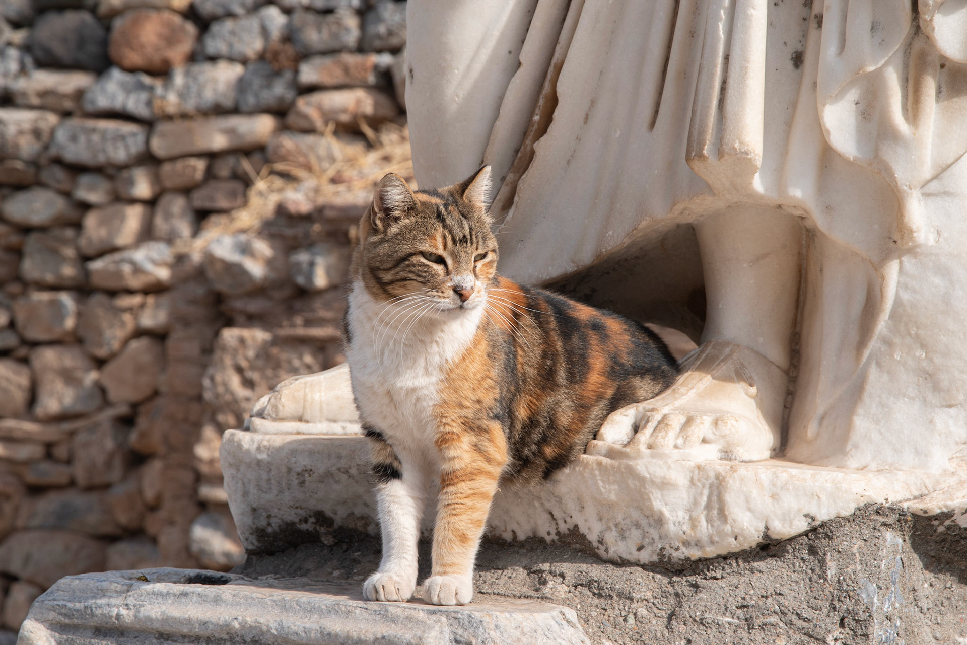 Cats like the statues in Ephesus