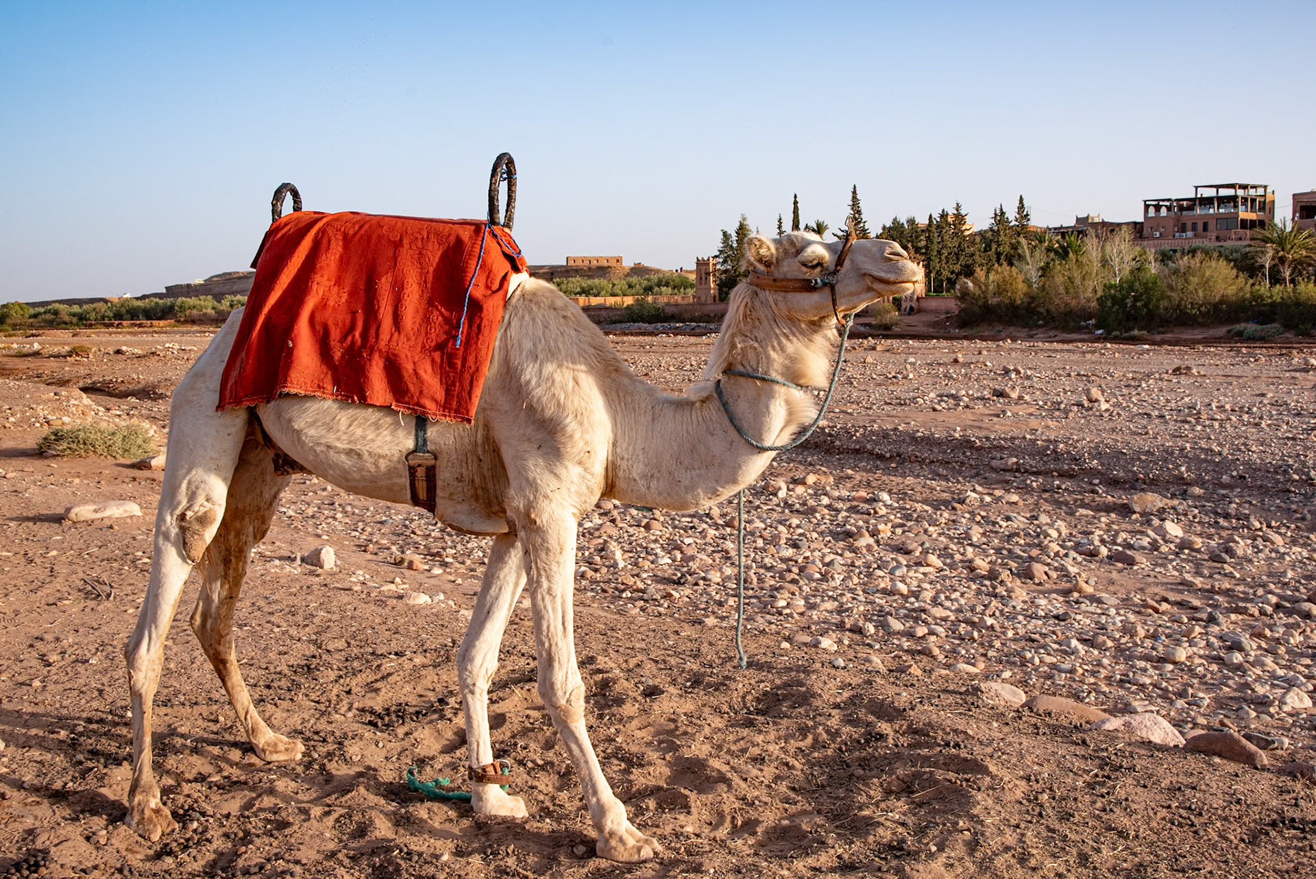 Dromedary