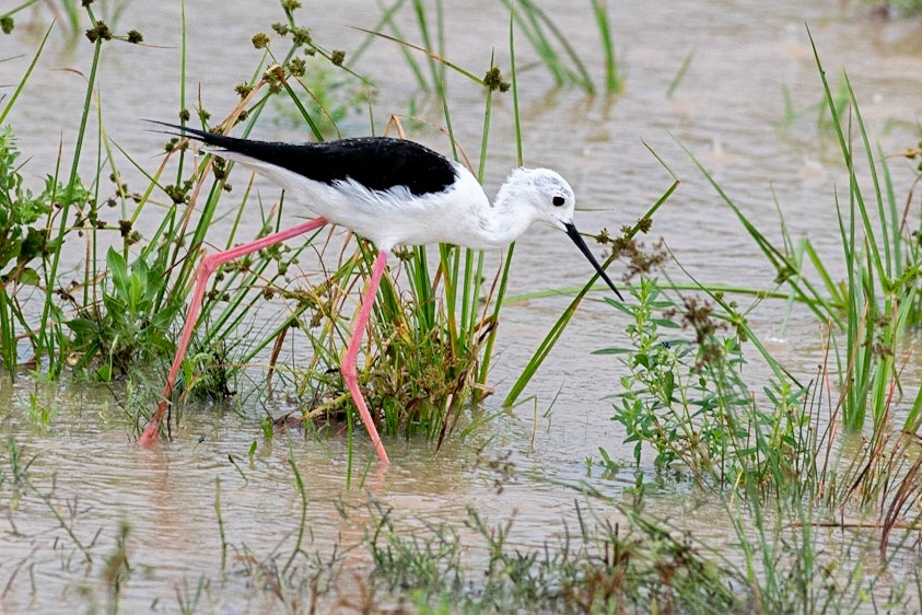 Black-winged Stilt Yala NP