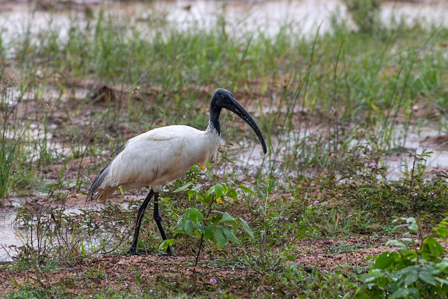  Sacred Ibis Yala NP