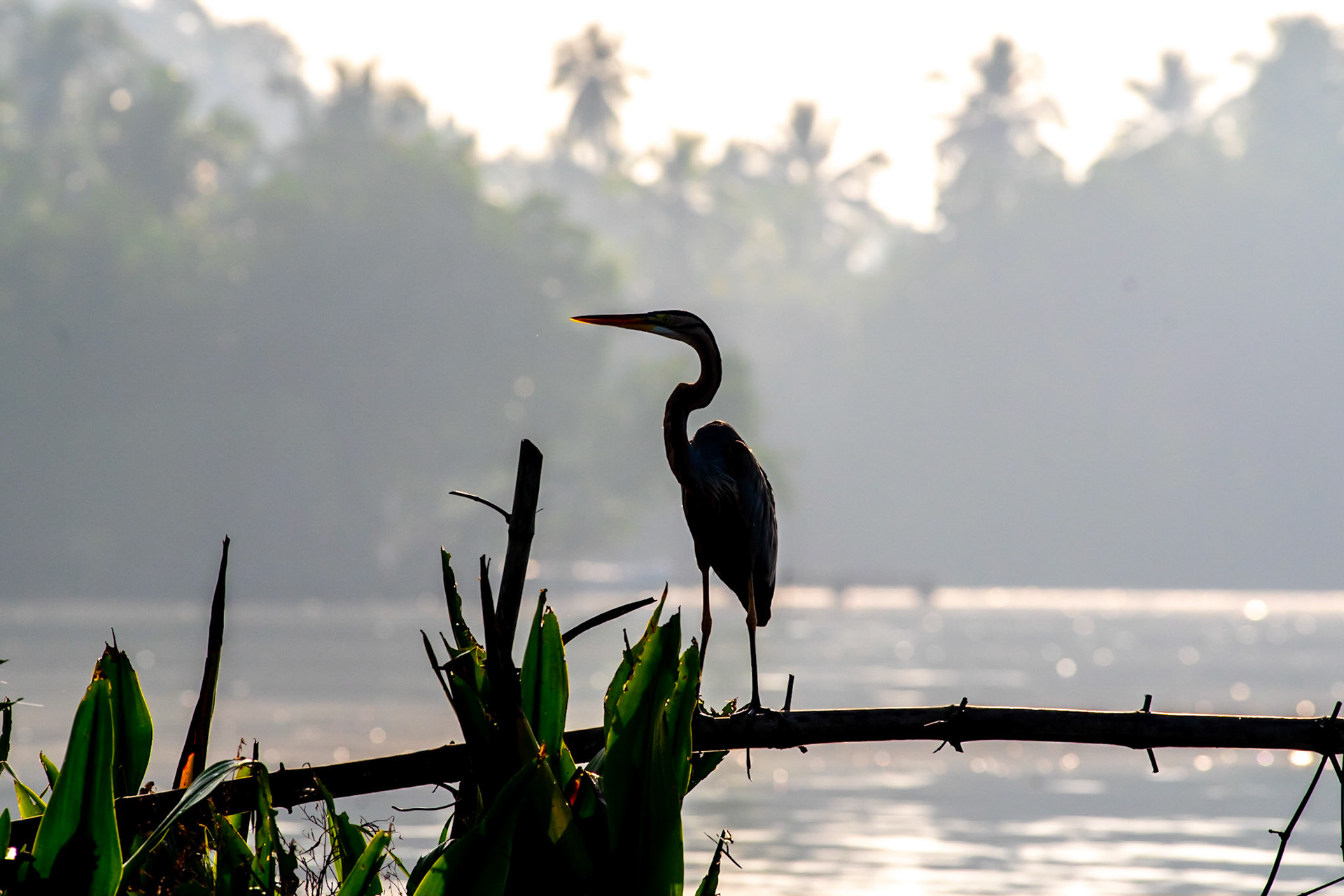 Heron Bentota