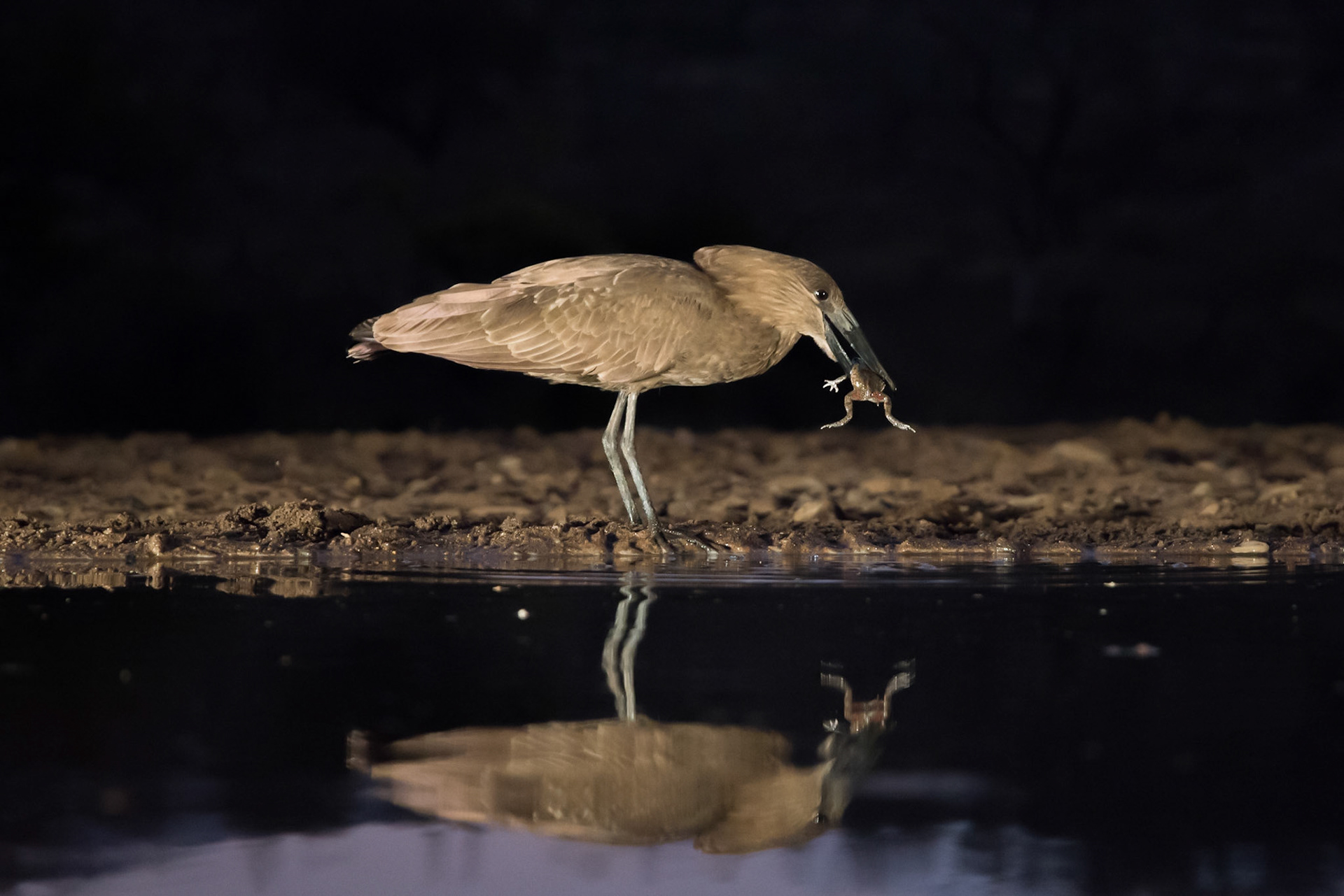 Hamerkop