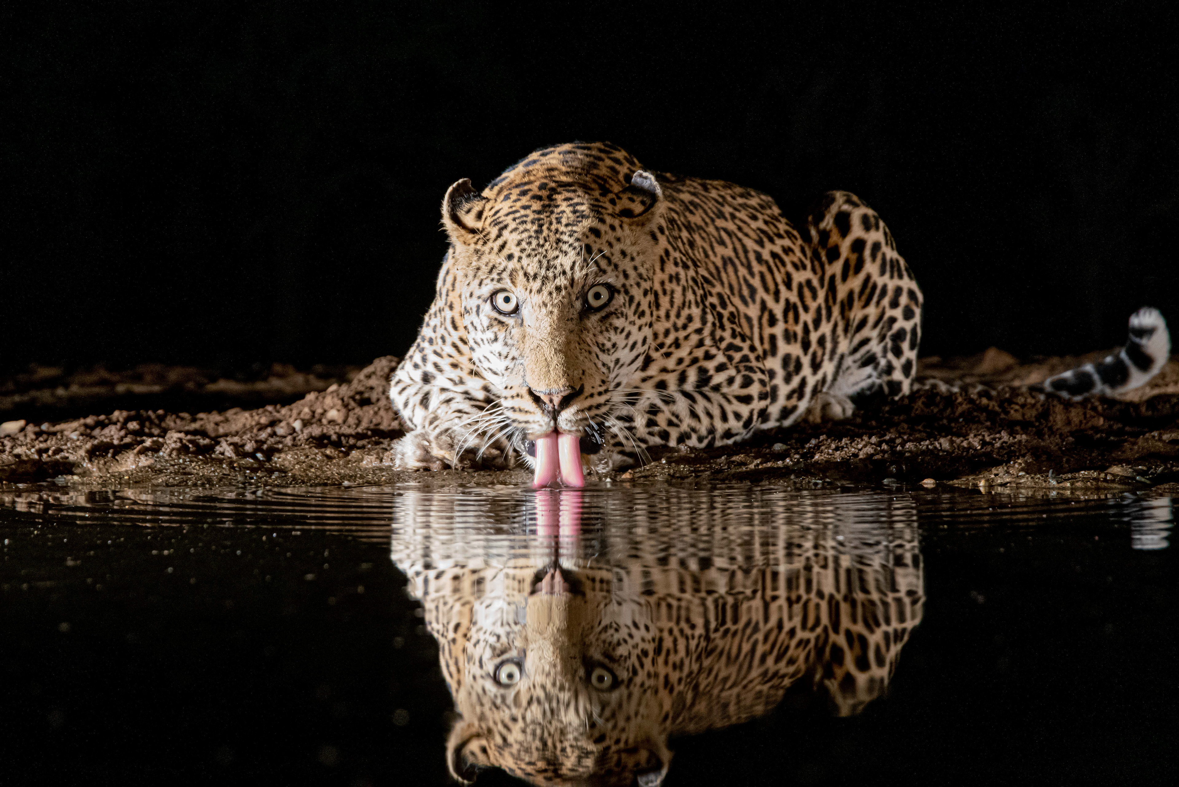 Leopard