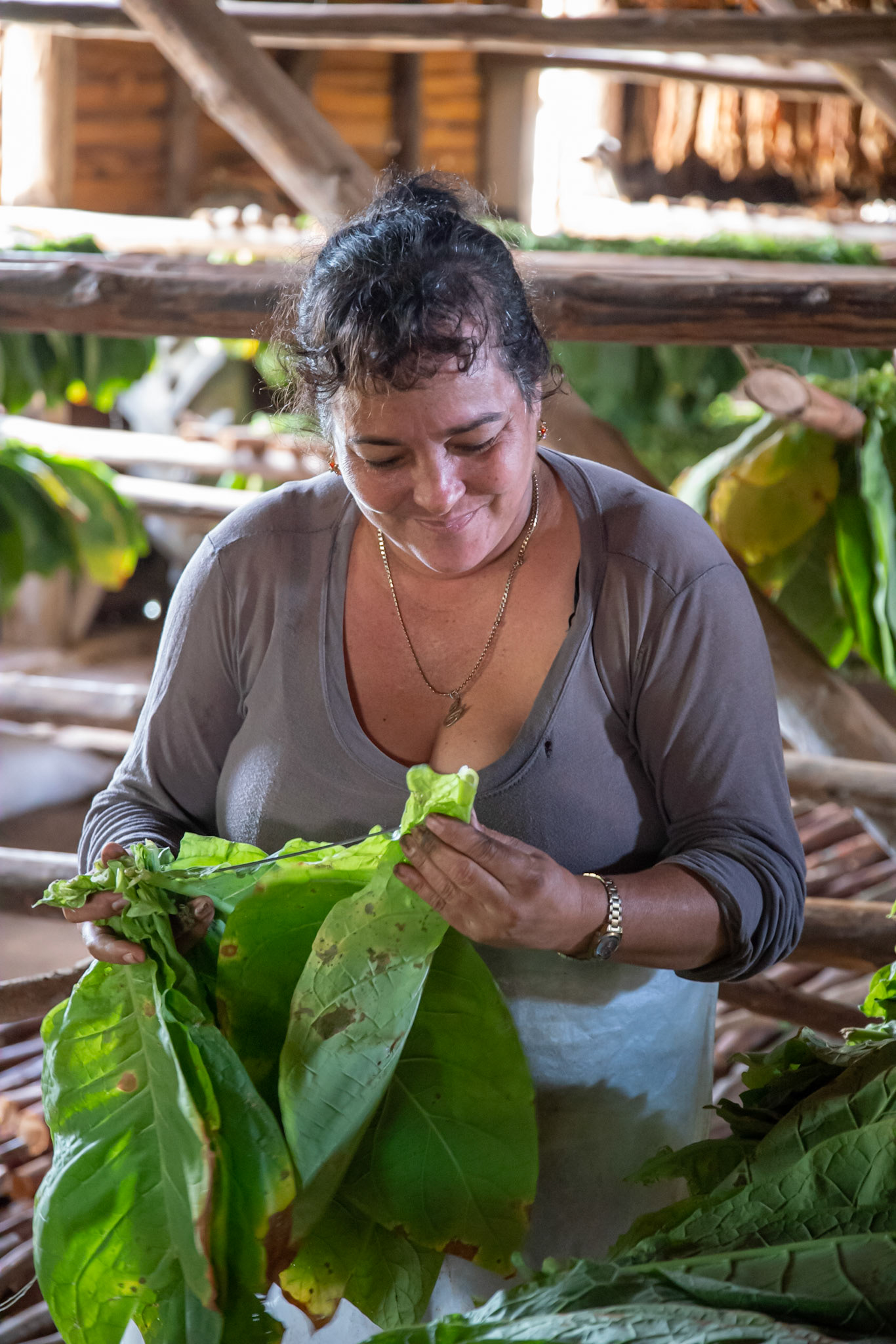 Preparing tobacco leaves for drying in Pino Del Rio province which is one of the world's best tobacco growing areas