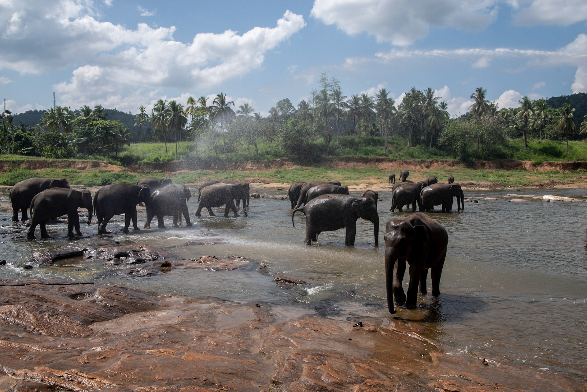 Elephants from the Pinnawala Elephant Orphanage