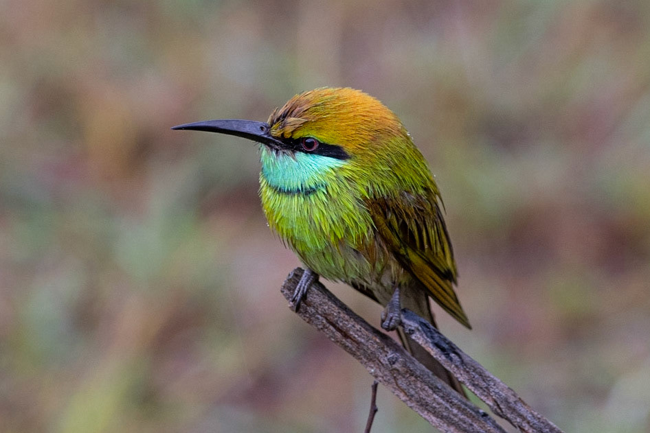 Green Bee-eater