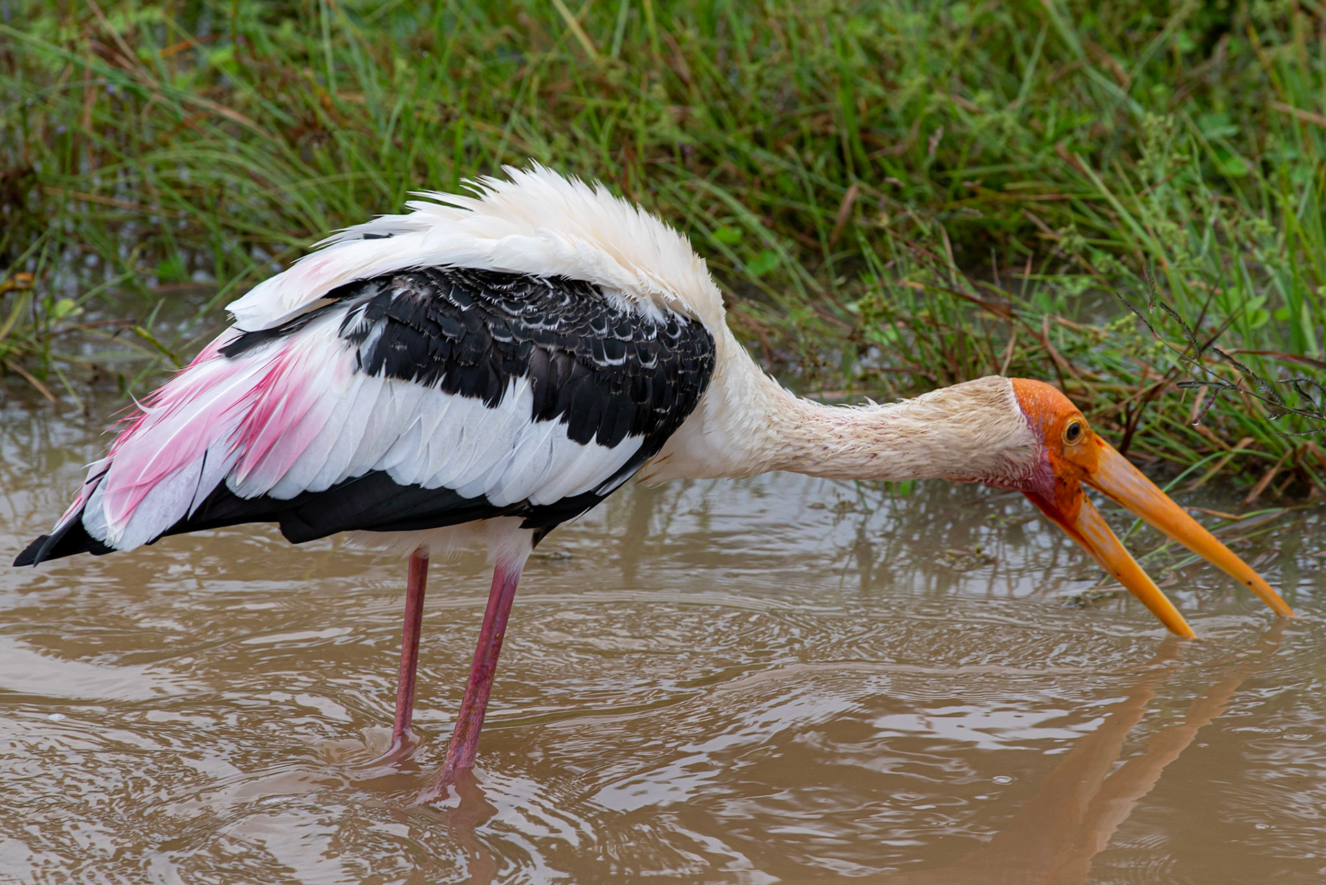 Painted Stork Yala NP